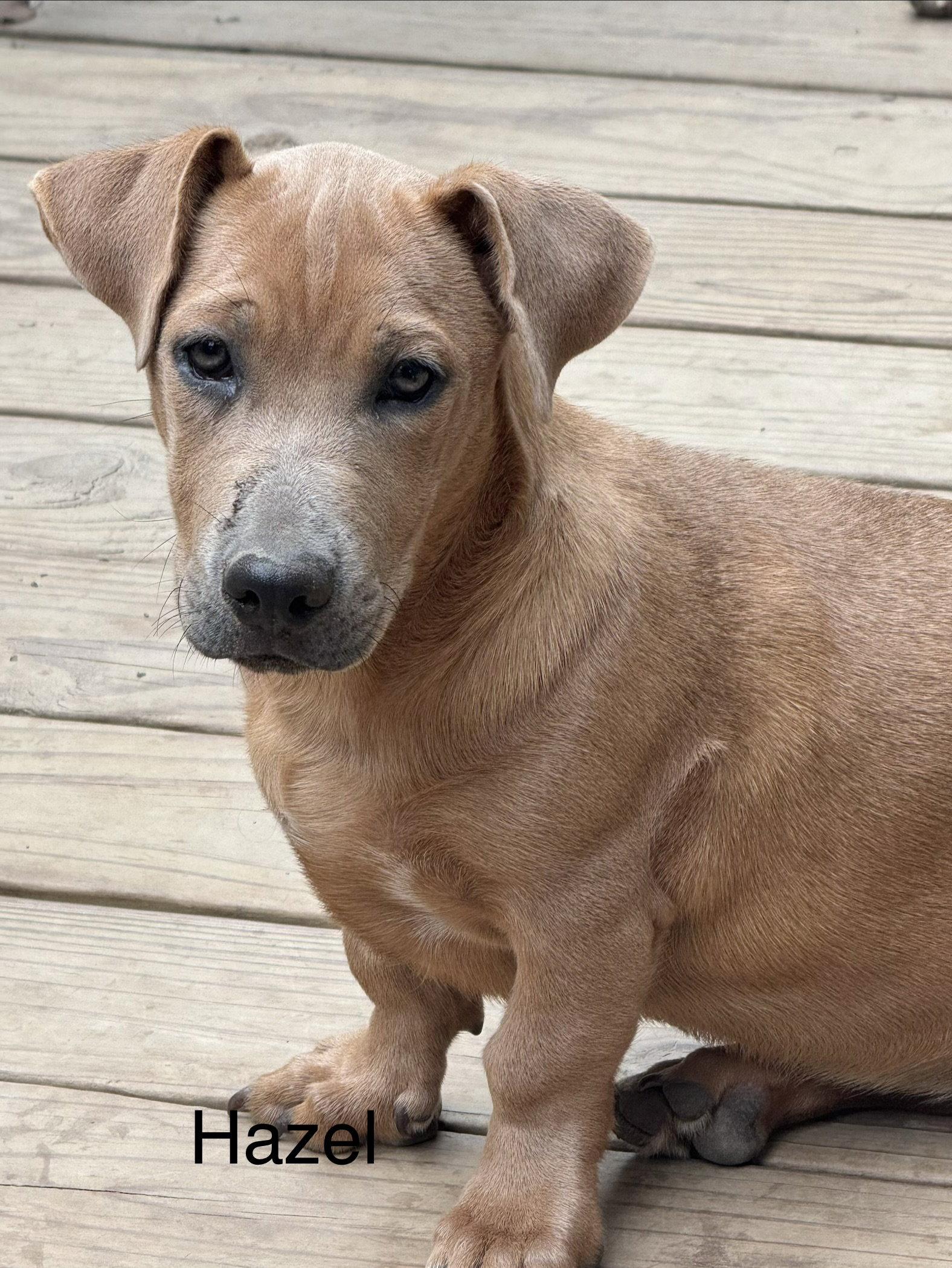 Hazel 4 month AVA 9/30, Adoptable, Young Female Labrador Retriever.
