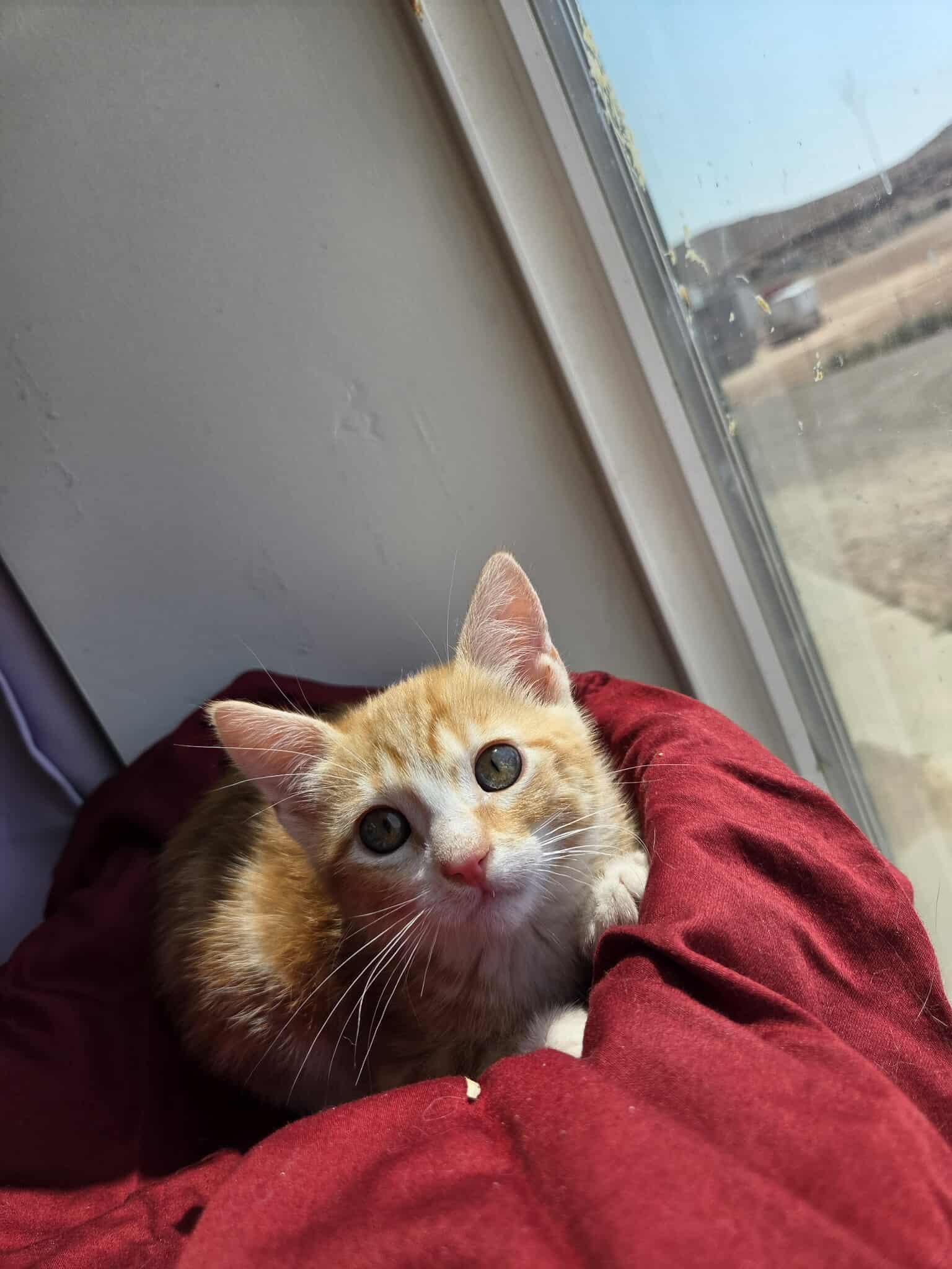 Milo 2