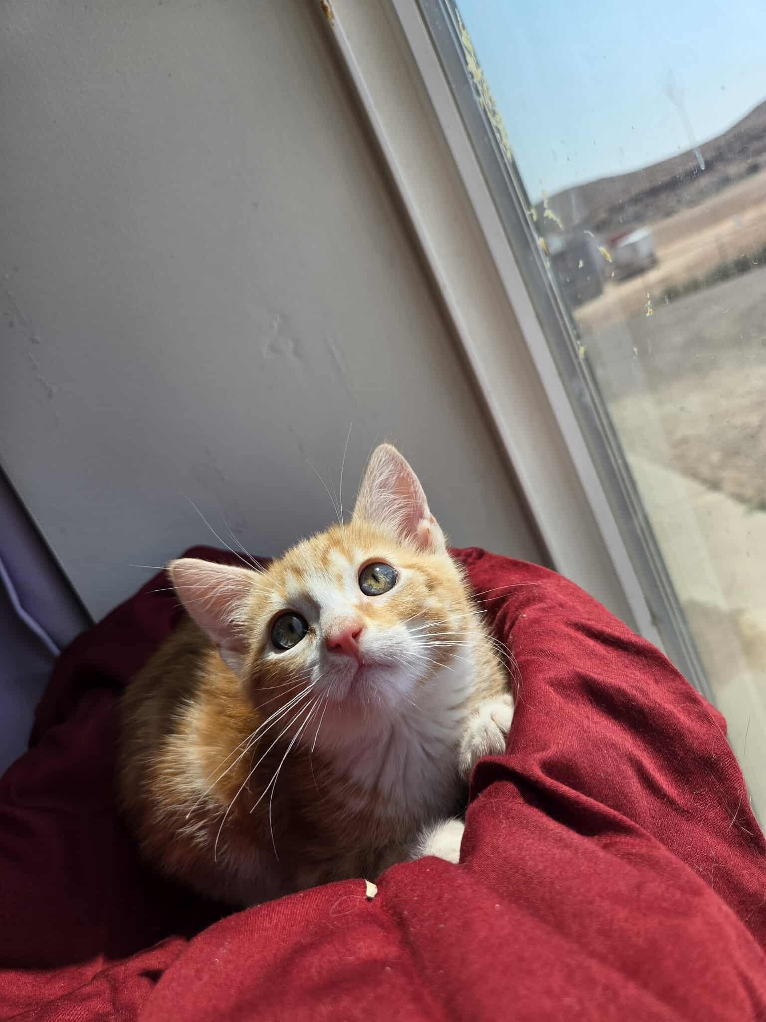 Milo