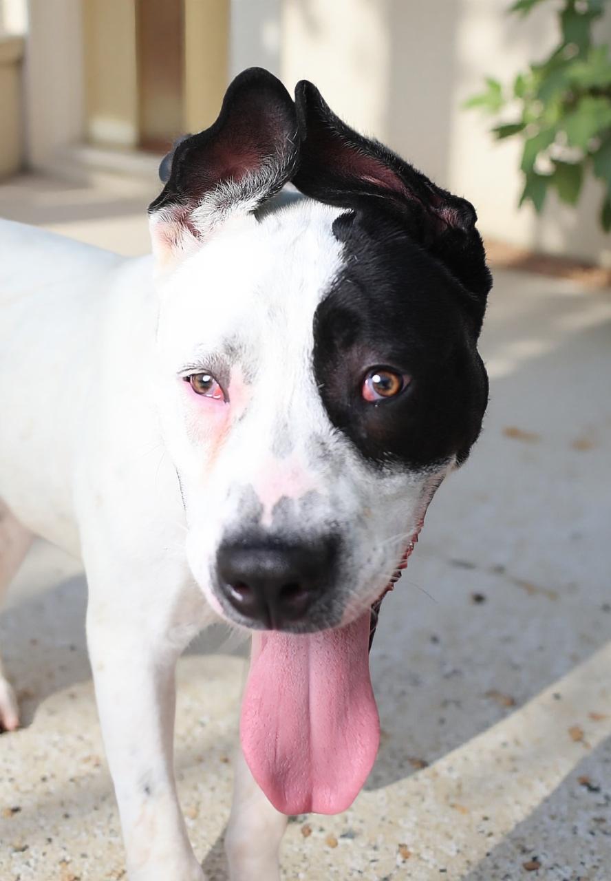 BILLIE, Adoptable, Young Male Pit Bull Terrier.