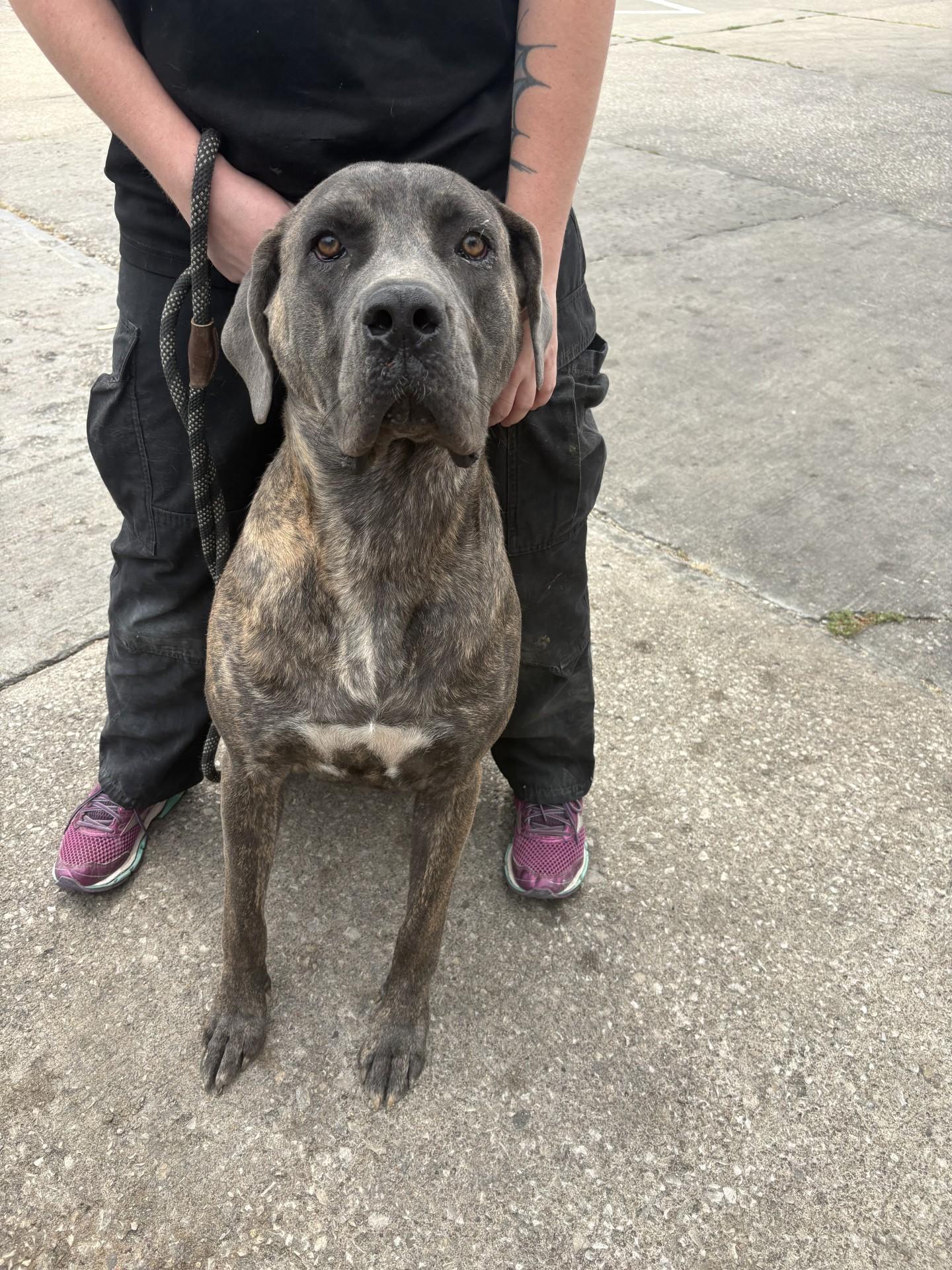Enlarge 26-0446 "Dopey", a ADOPTABLE Mastiff in Leavenworth, KS image 1/1