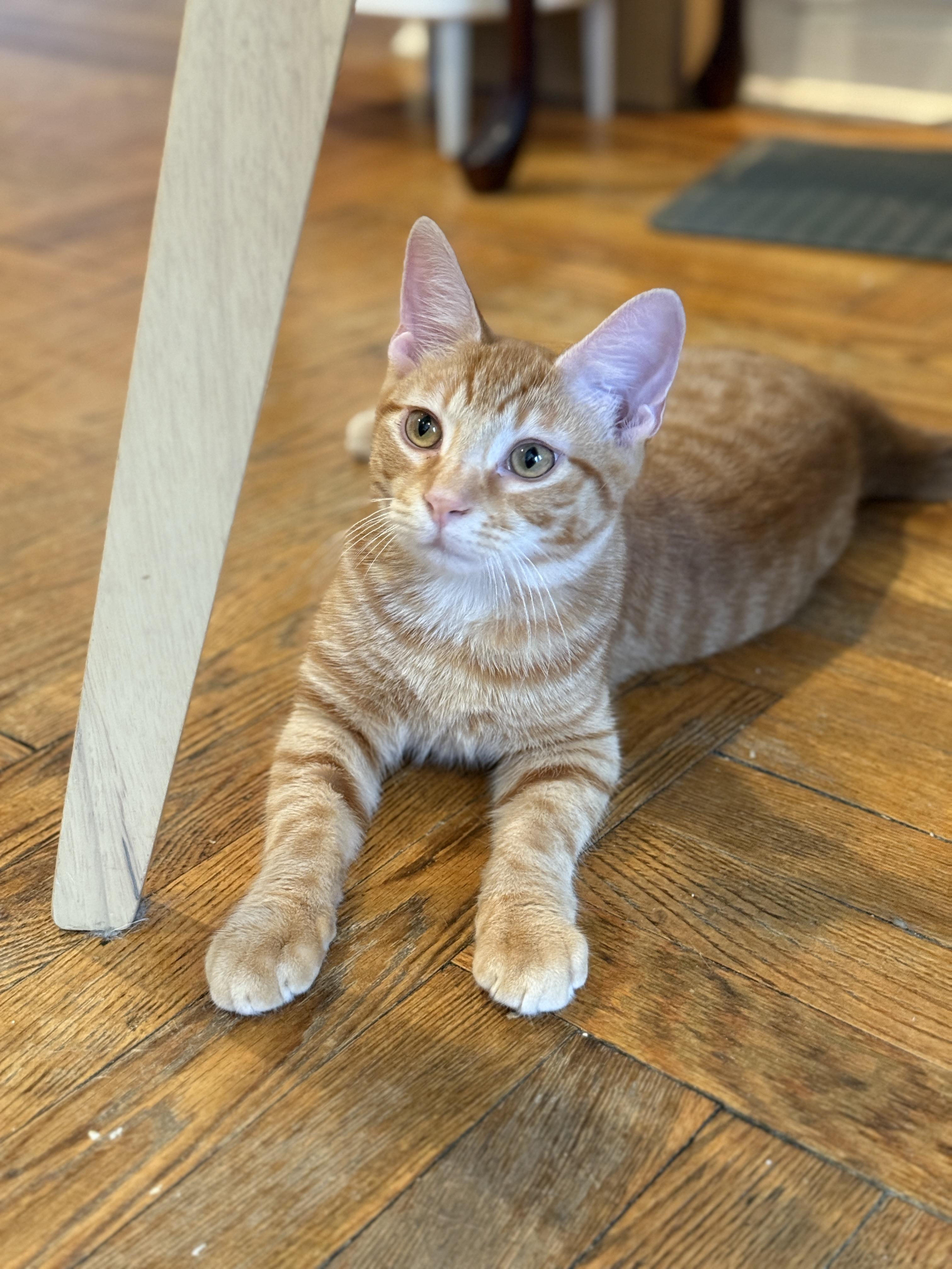 Enlarge Sticky Note and Twink, a Adoptable Domestic Short Hair in Brooklyn, NY image 4/6