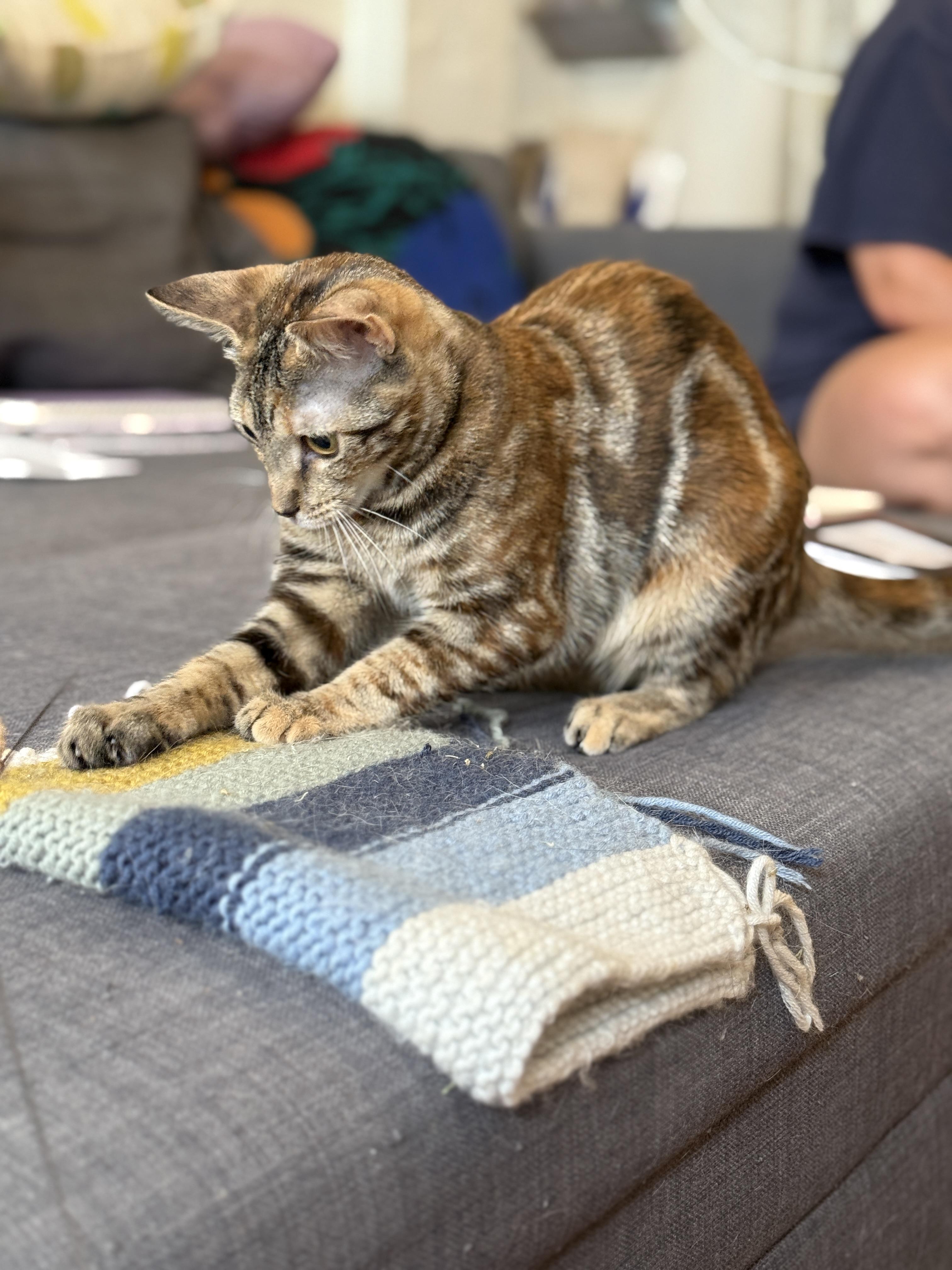 Enlarge Sticky Note and Twink, a Adoptable Domestic Short Hair in Brooklyn, NY image 6/6