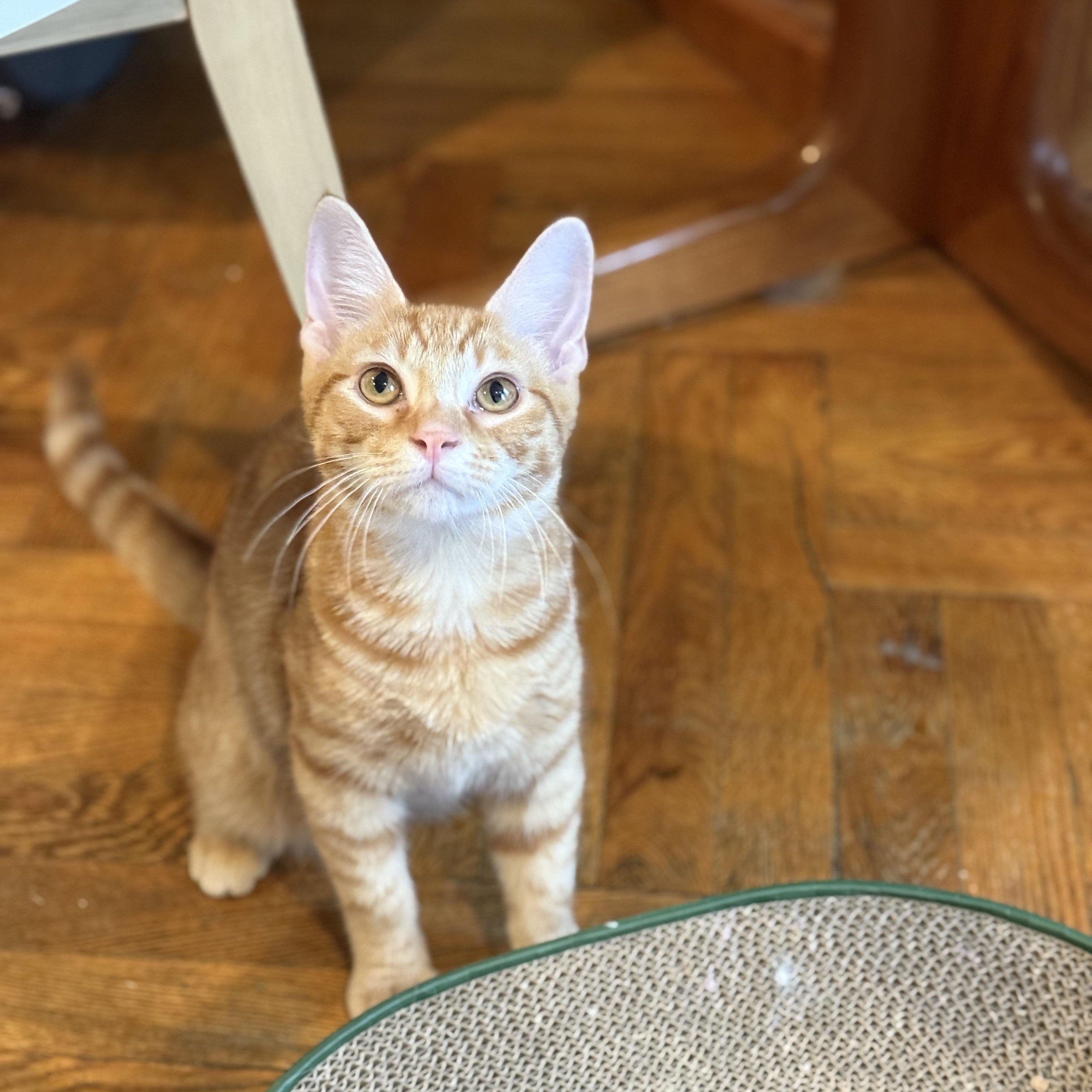 Enlarge Sticky Note and Twink, a Adoptable Domestic Short Hair in Brooklyn, NY image 1/6