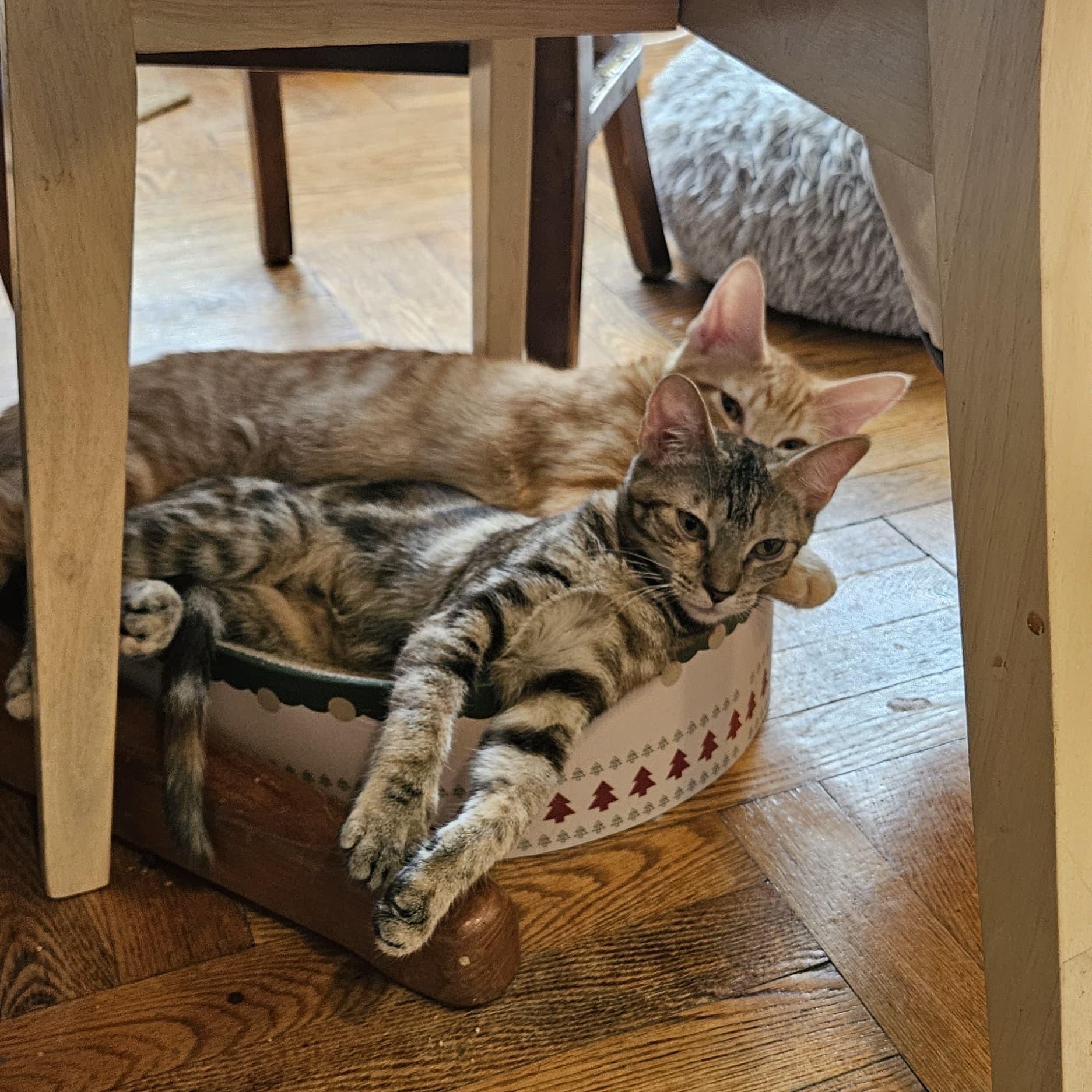 Enlarge Sticky Note and Twink, a Adoptable Domestic Short Hair in Brooklyn, NY image 2/6