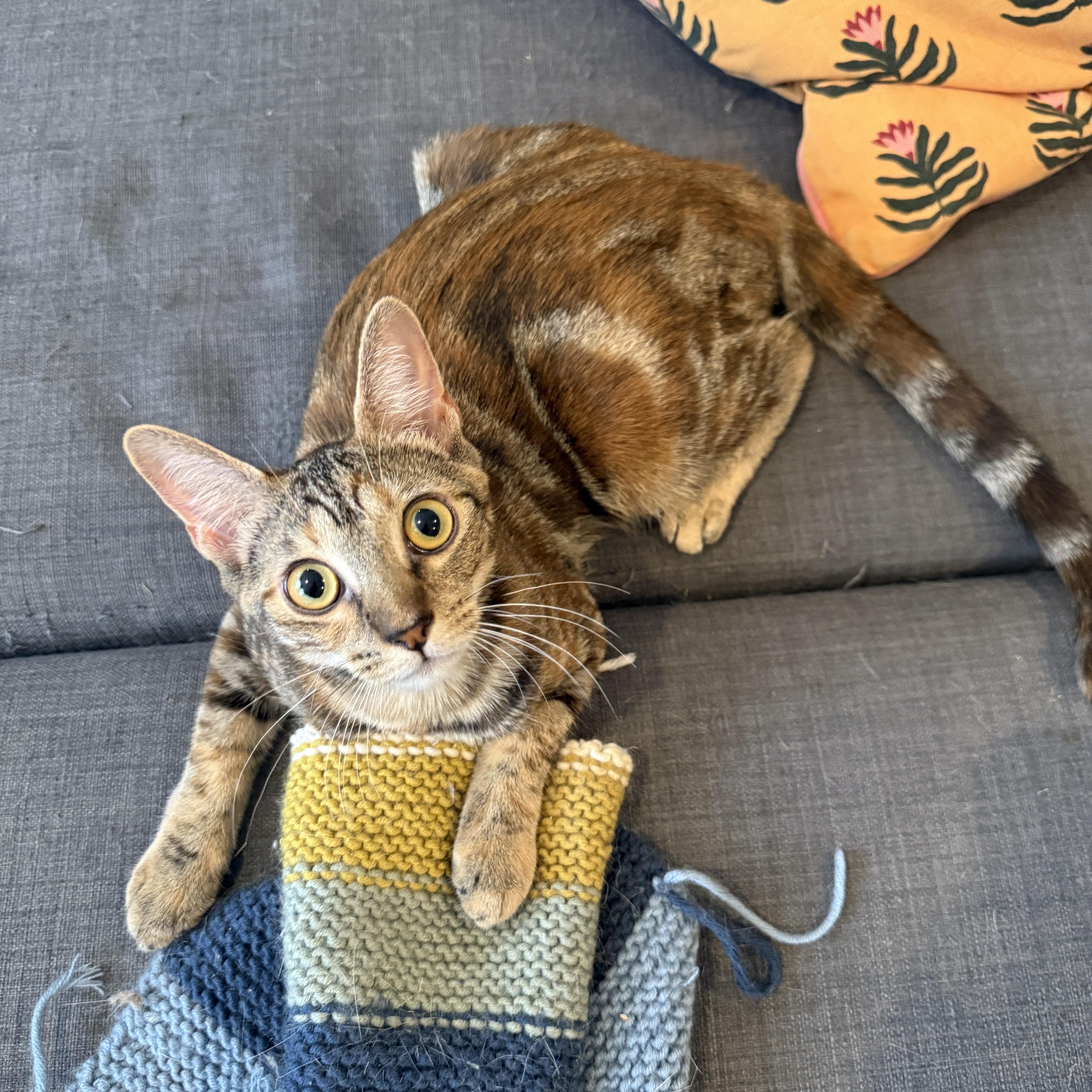 Enlarge Sticky Note and Twink, a Adoptable Domestic Short Hair in Brooklyn, NY image 3/6