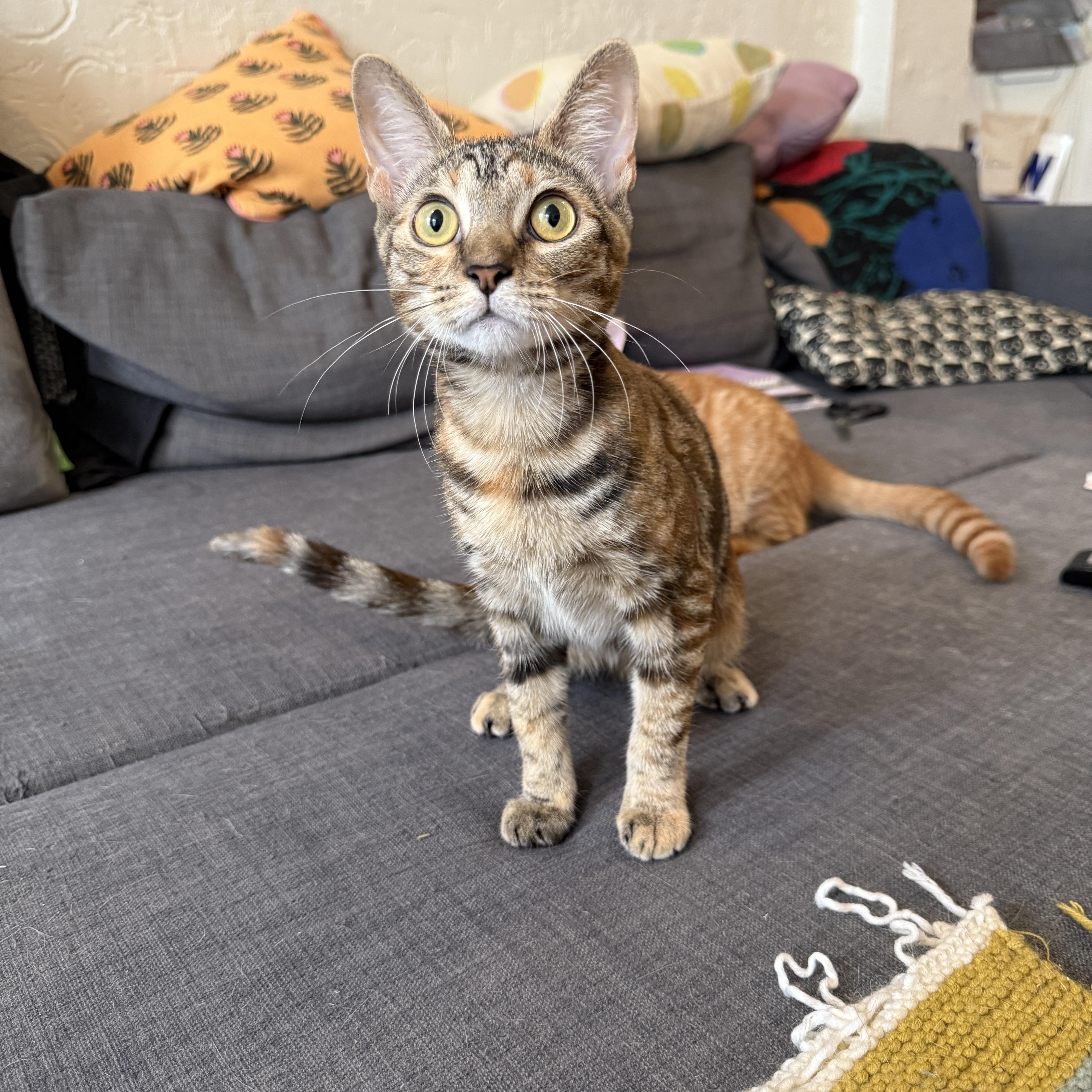 Enlarge Sticky Note and Twink, a Adoptable Domestic Short Hair in Brooklyn, NY image 5/6