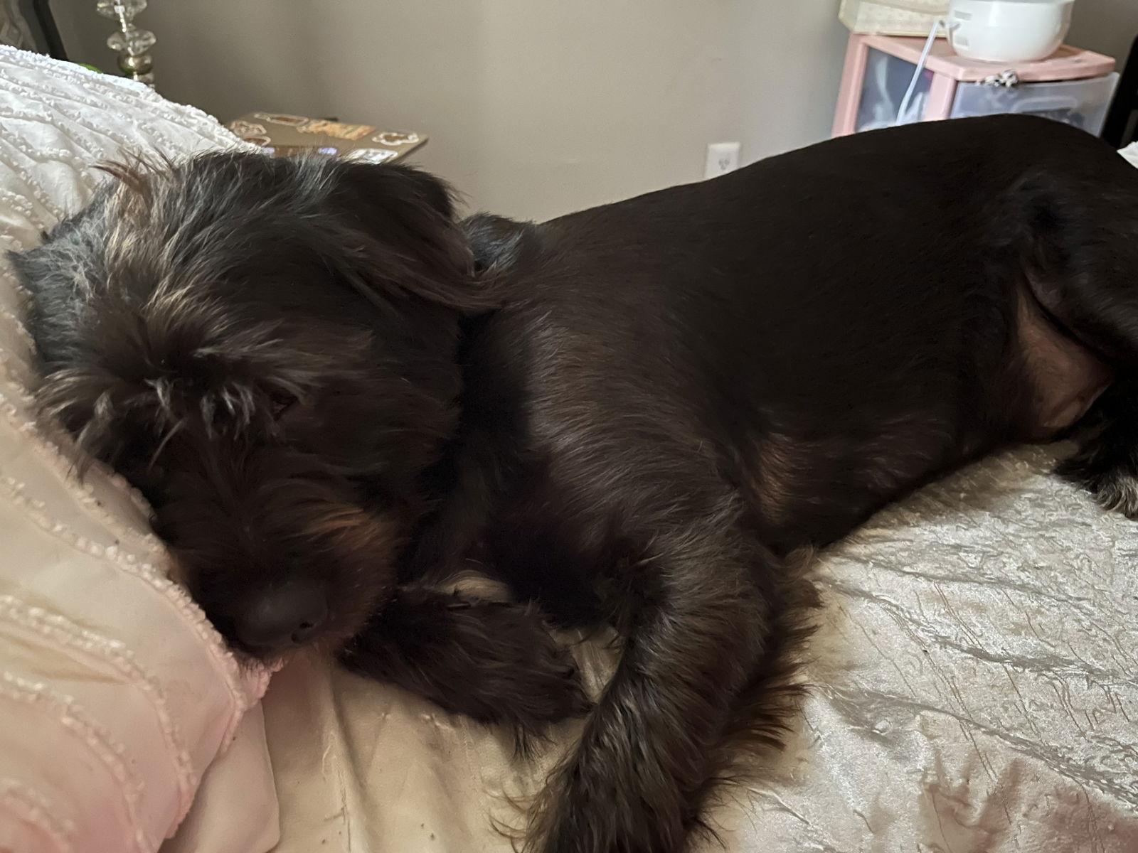HARRISON (OWNER PLACEMENT ONLY--EMAIL OWNER), Adopted, Young Male Scottish Terrier & Schnauzer.