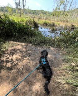 Enlarge HARRISON (OWNER PLACEMENT ONLY--EMAIL OWNER), a Adopted mixed breed in Lenoir, NC image 2/3