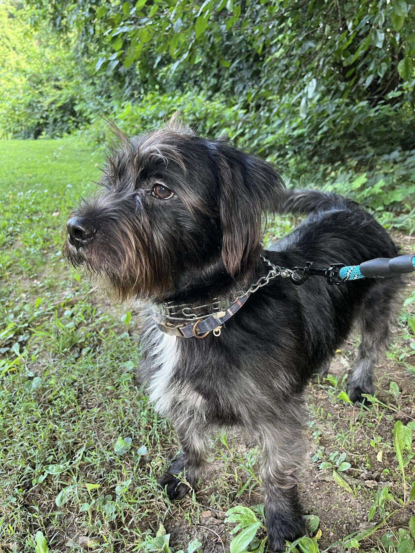 Enlarge HARRISON (OWNER PLACEMENT ONLY--EMAIL OWNER), a Adopted mixed breed in Lenoir, NC image 3/3