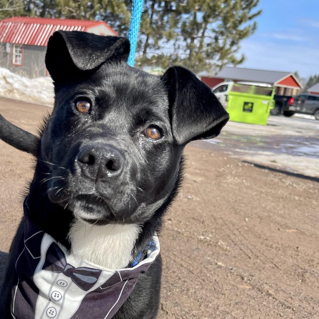 Archie - Sponsored!, Adoptable, Young Male Mixed Breed.