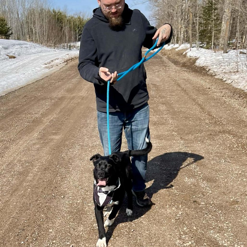 Archie - Sponsored!, a Adoptable Mixed Breed in Park Falls, WI image 2/5