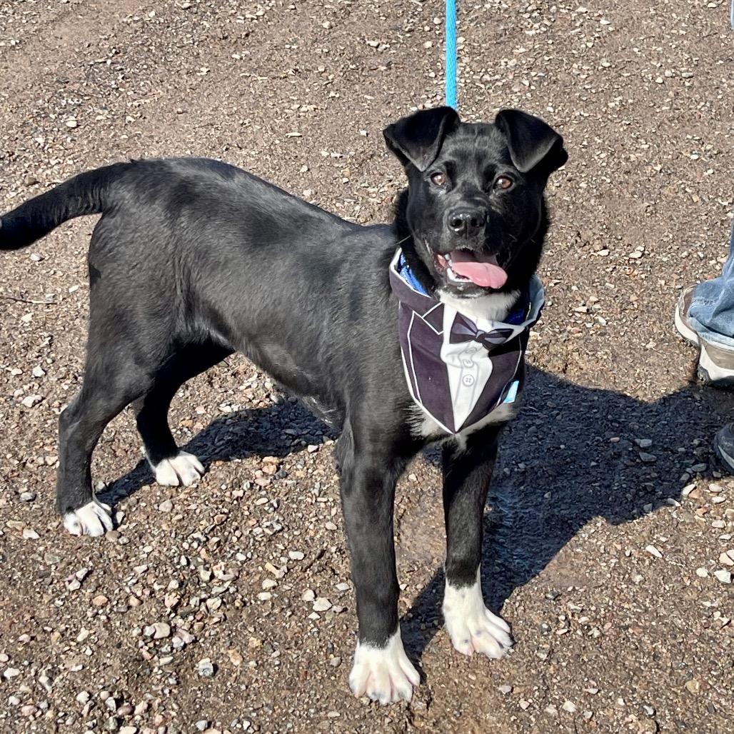 Archie - Sponsored!, a Adoptable Mixed Breed in Park Falls, WI image 3/5