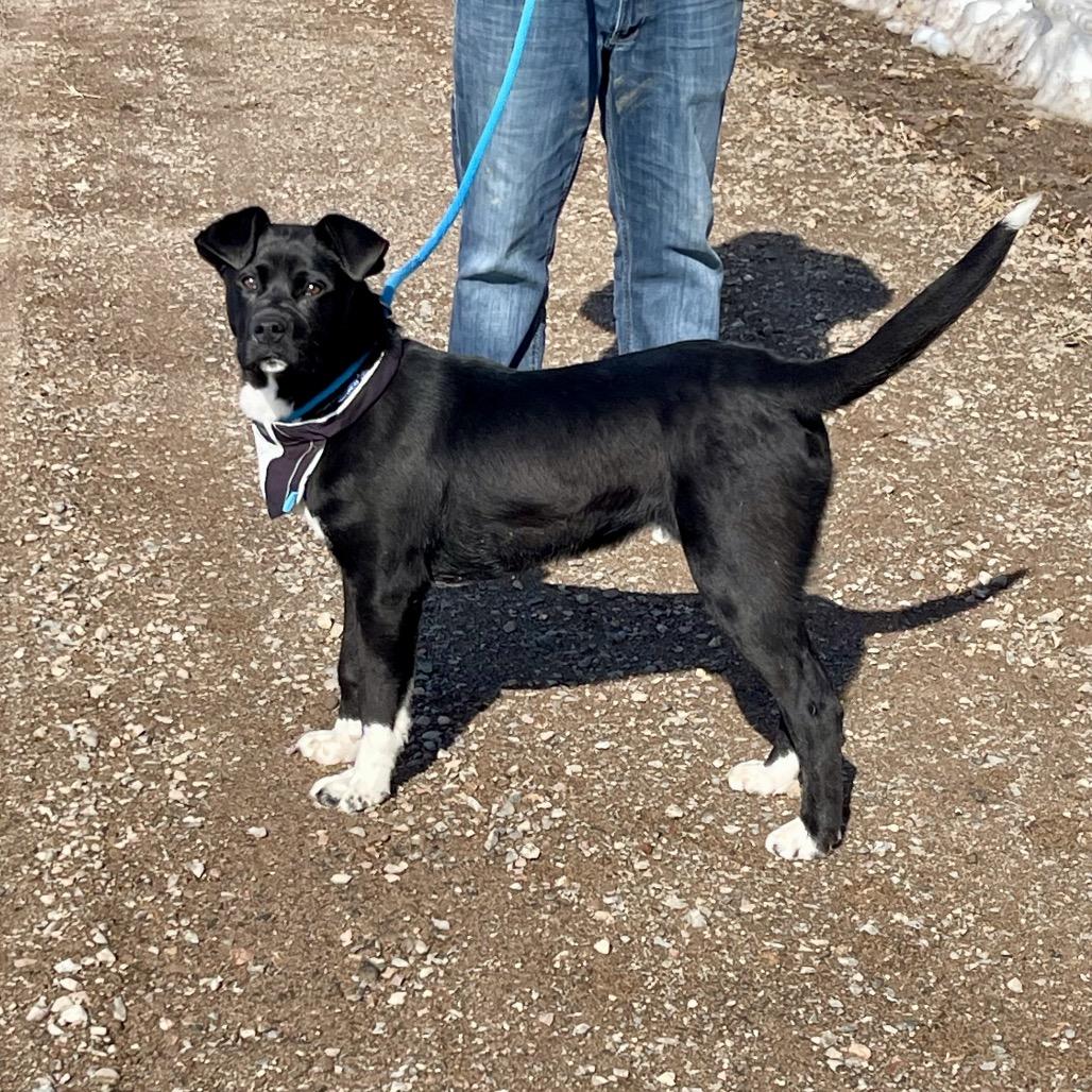 Archie - Sponsored!, a Adoptable Mixed Breed in Park Falls, WI image 4/5