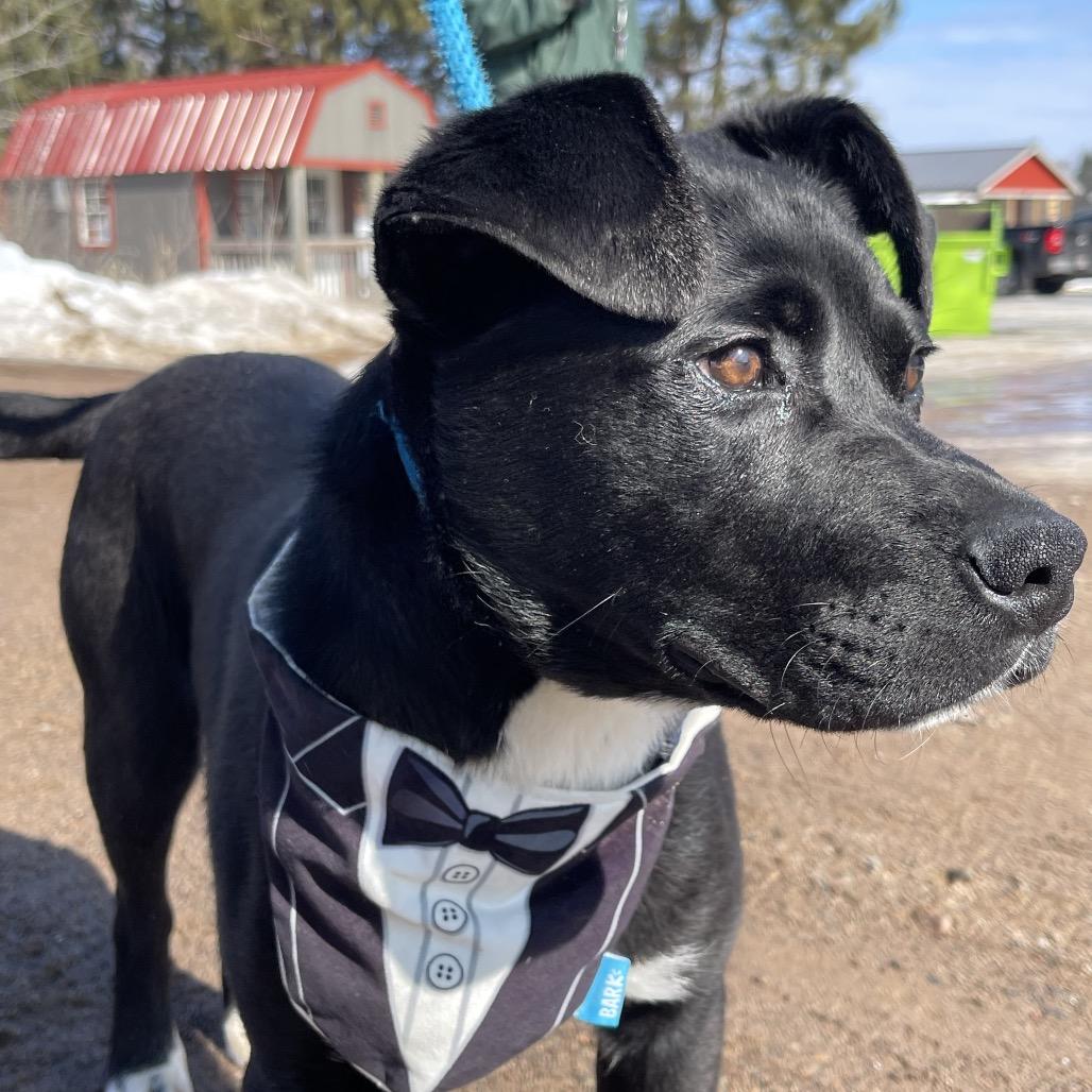 Archie - Sponsored!, a Adoptable Mixed Breed in Park Falls, WI image 5/5