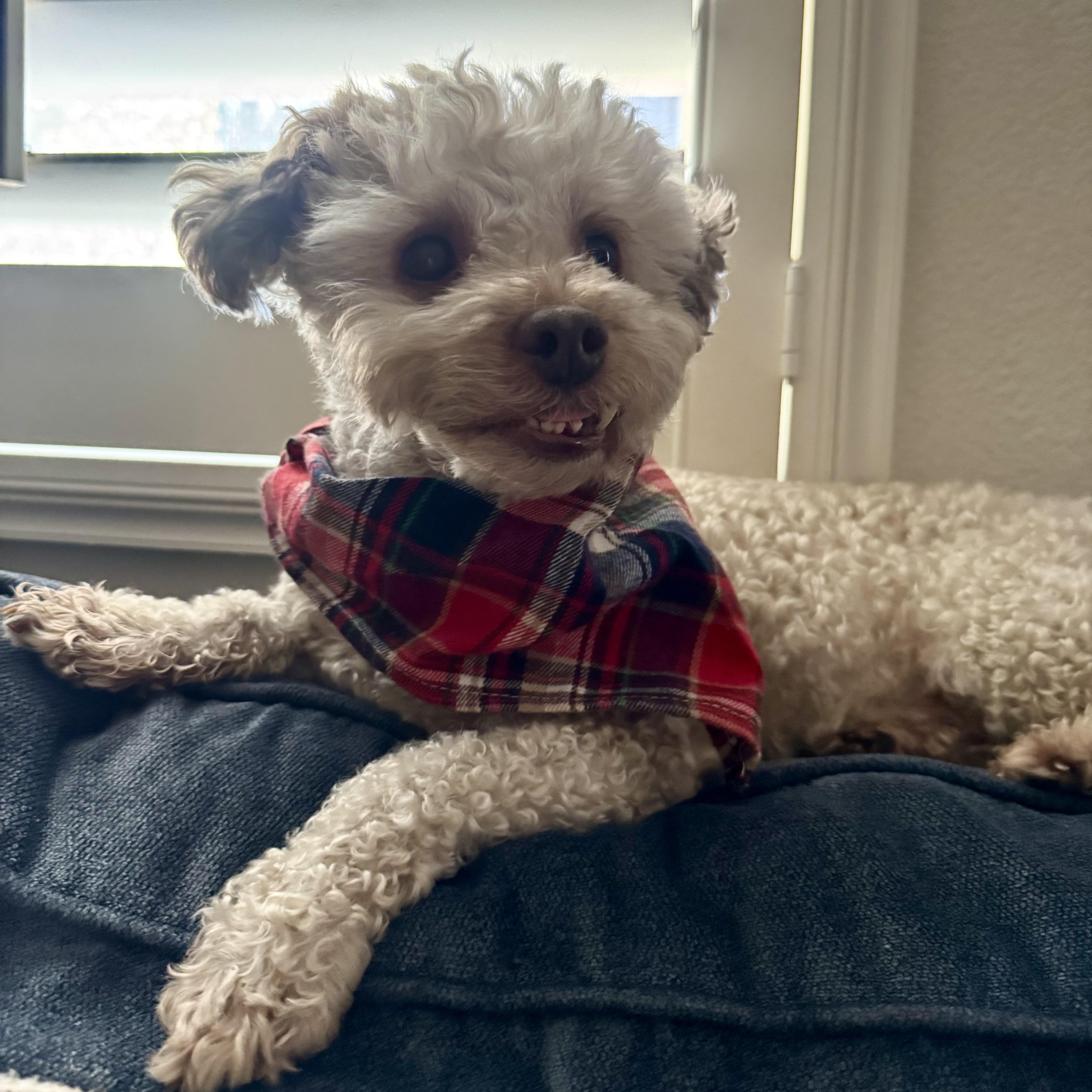 Rocky, ADOPTABLE, Adult Male Poodle.