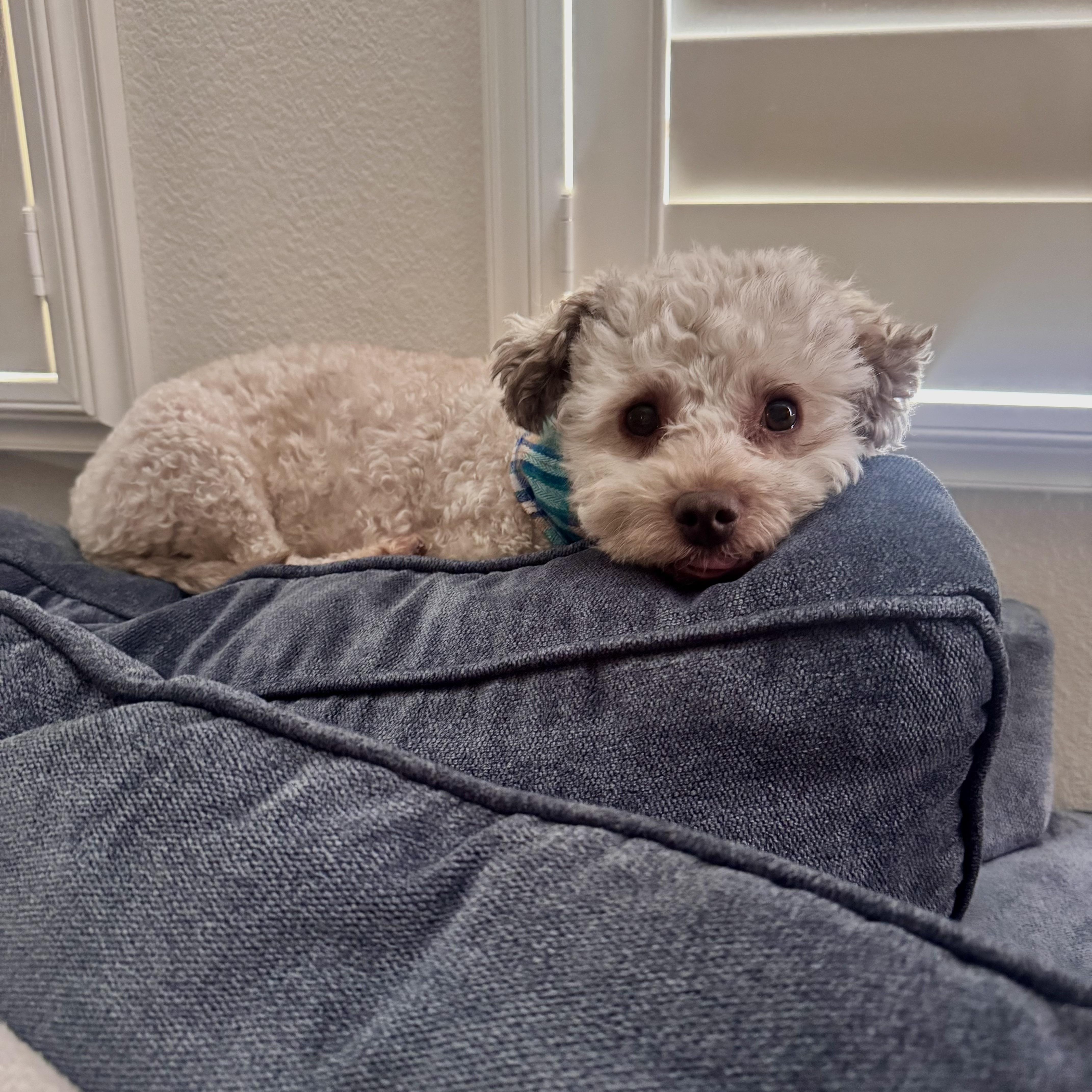 Enlarge Rocky, a ADOPTABLE mixed breed in Los Angeles, CA image 4/5