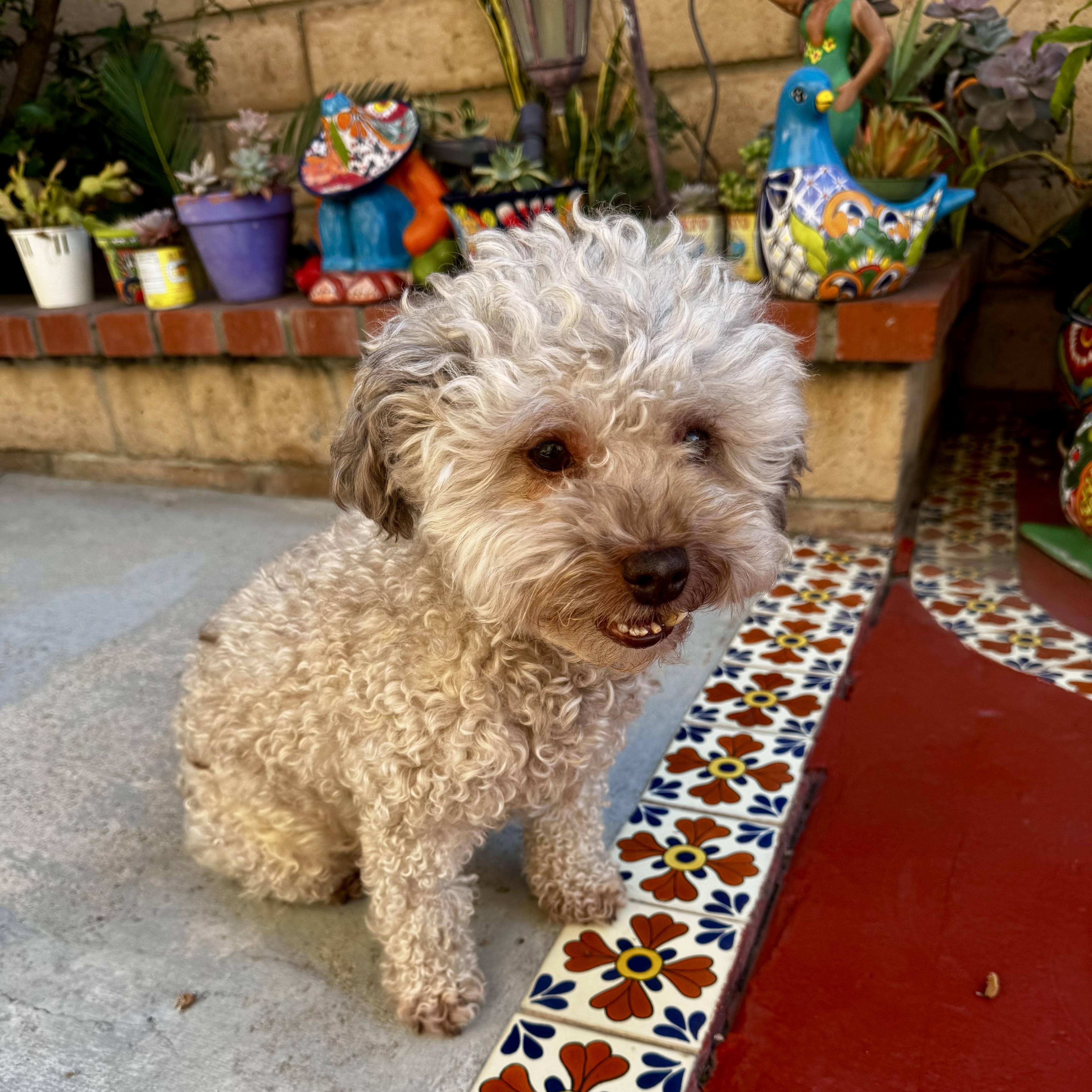 Enlarge Rocky, a Adoptable mixed breed in Los Angeles, CA image 2/5