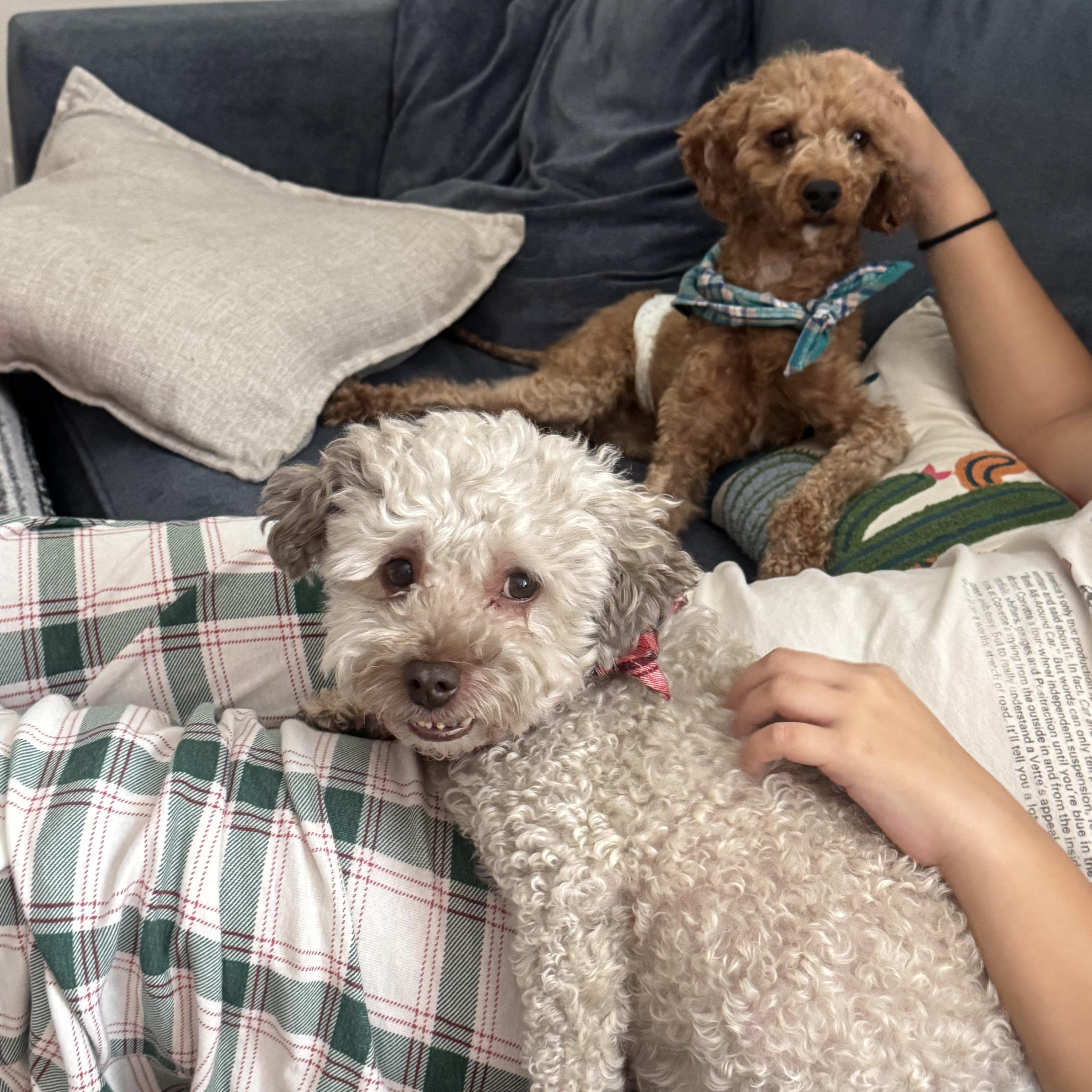 Enlarge Rocky, a ADOPTABLE mixed breed in Los Angeles, CA image 2/5