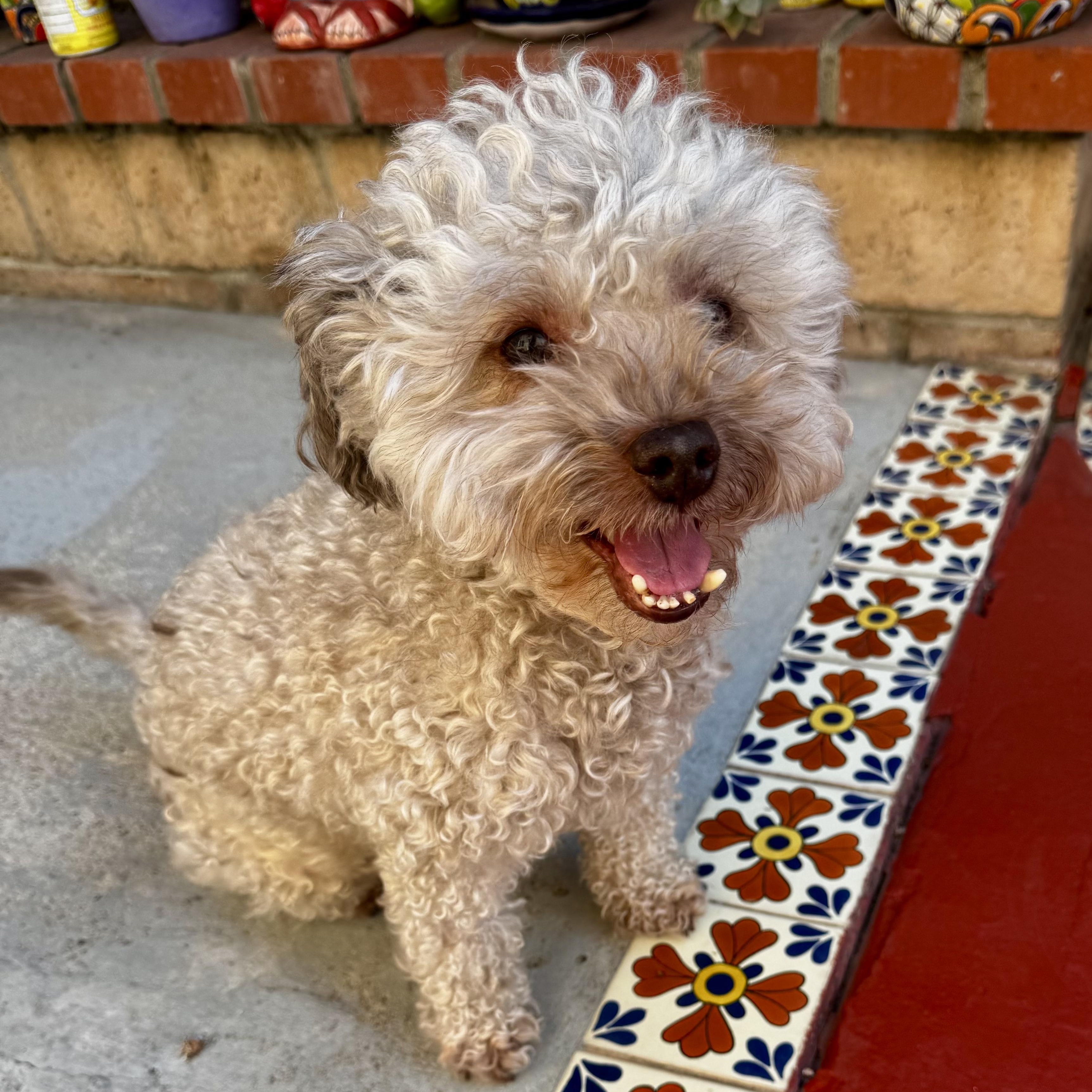 Rocky, Adoptable, Adult Male Poodle.