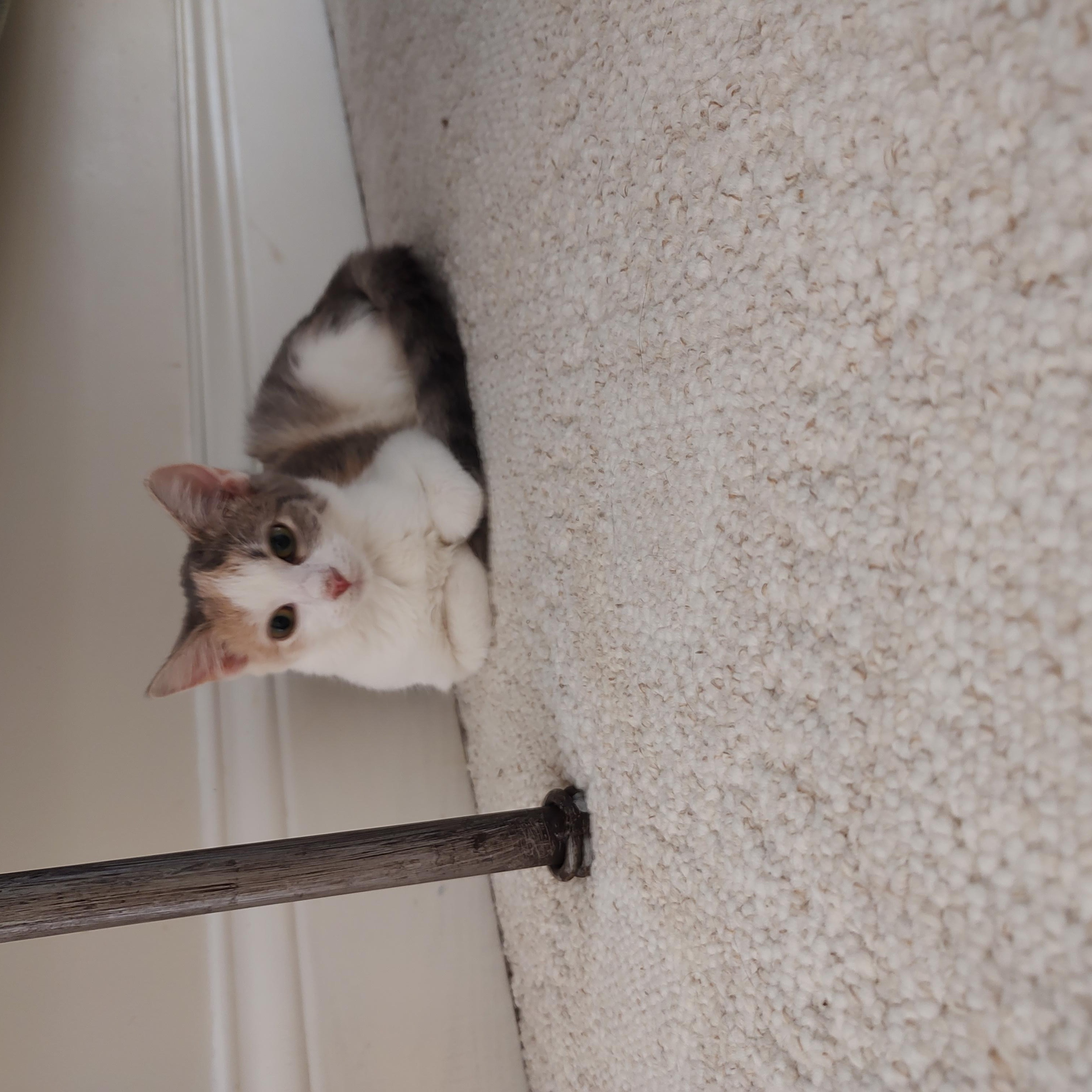 Bubbles, Adoptable, Kitten Female Calico.