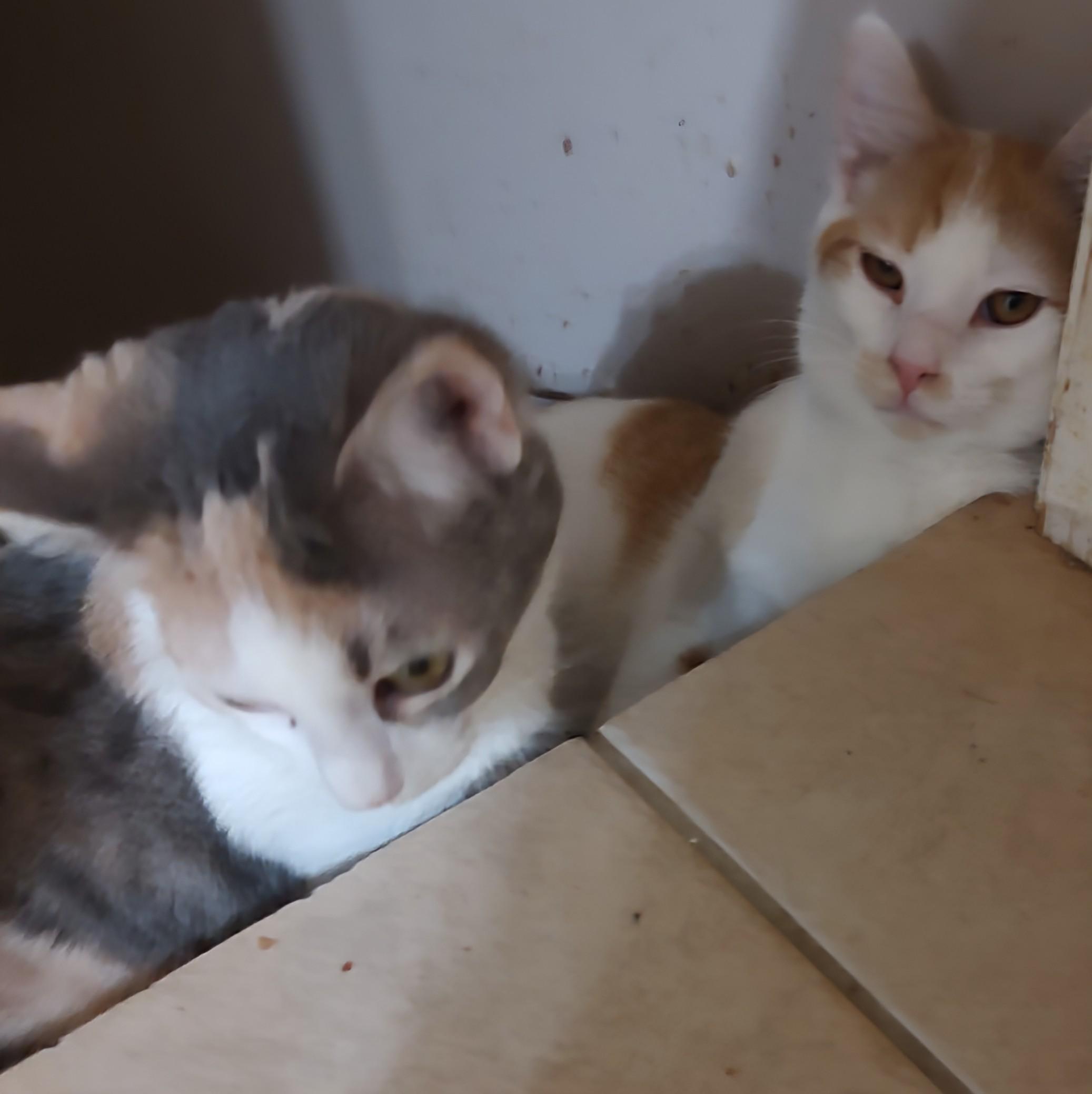 Bubbles, Adoptable, Kitten Female Calico.