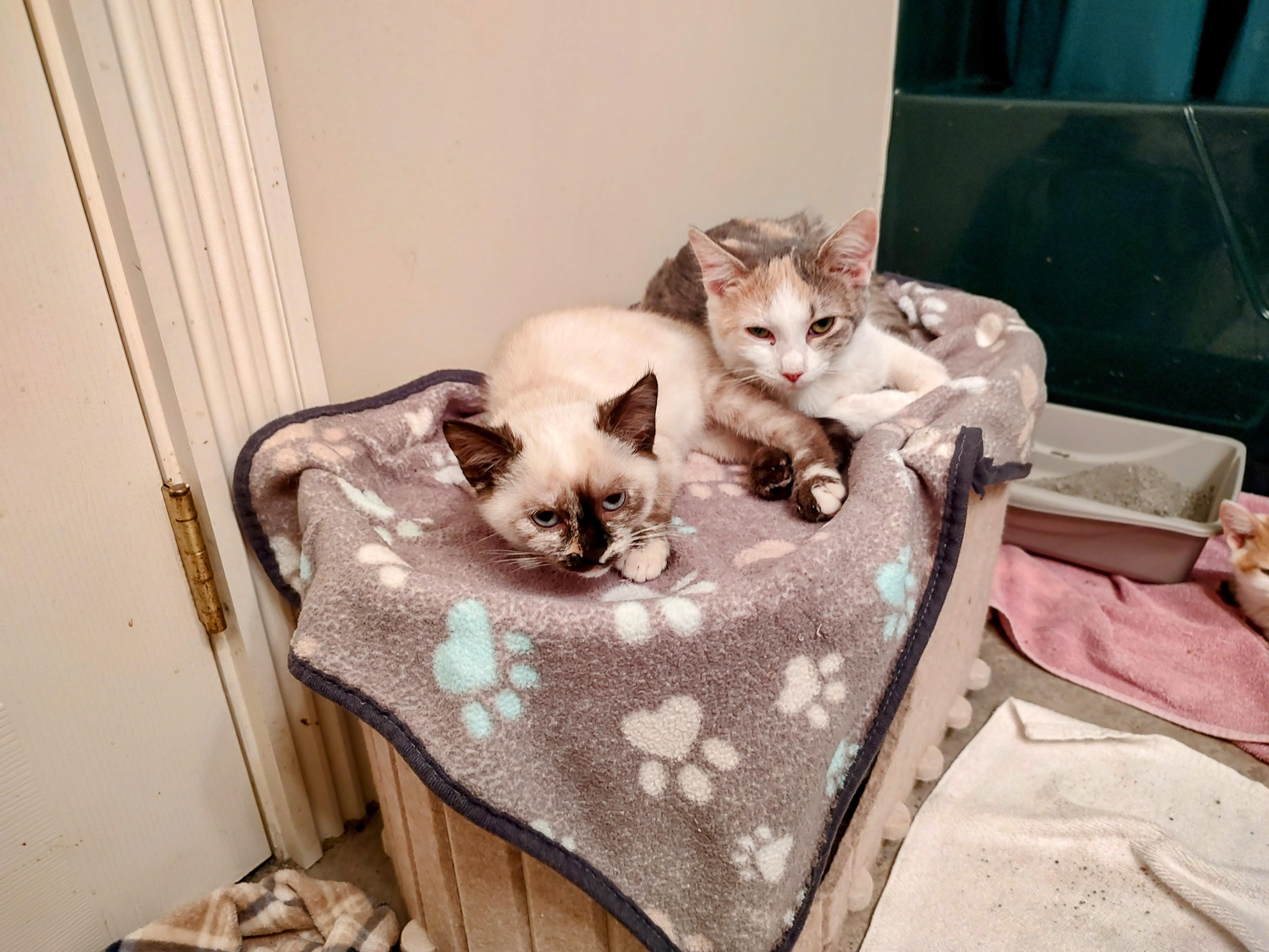 Enlarge Bubbles, a Adoptable Calico in Harned, KY image 2/4