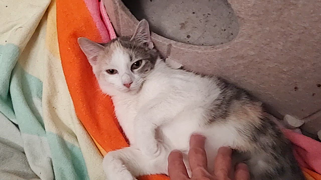 Enlarge Bubbles, a Adoptable Calico in Harned, KY video 4/4