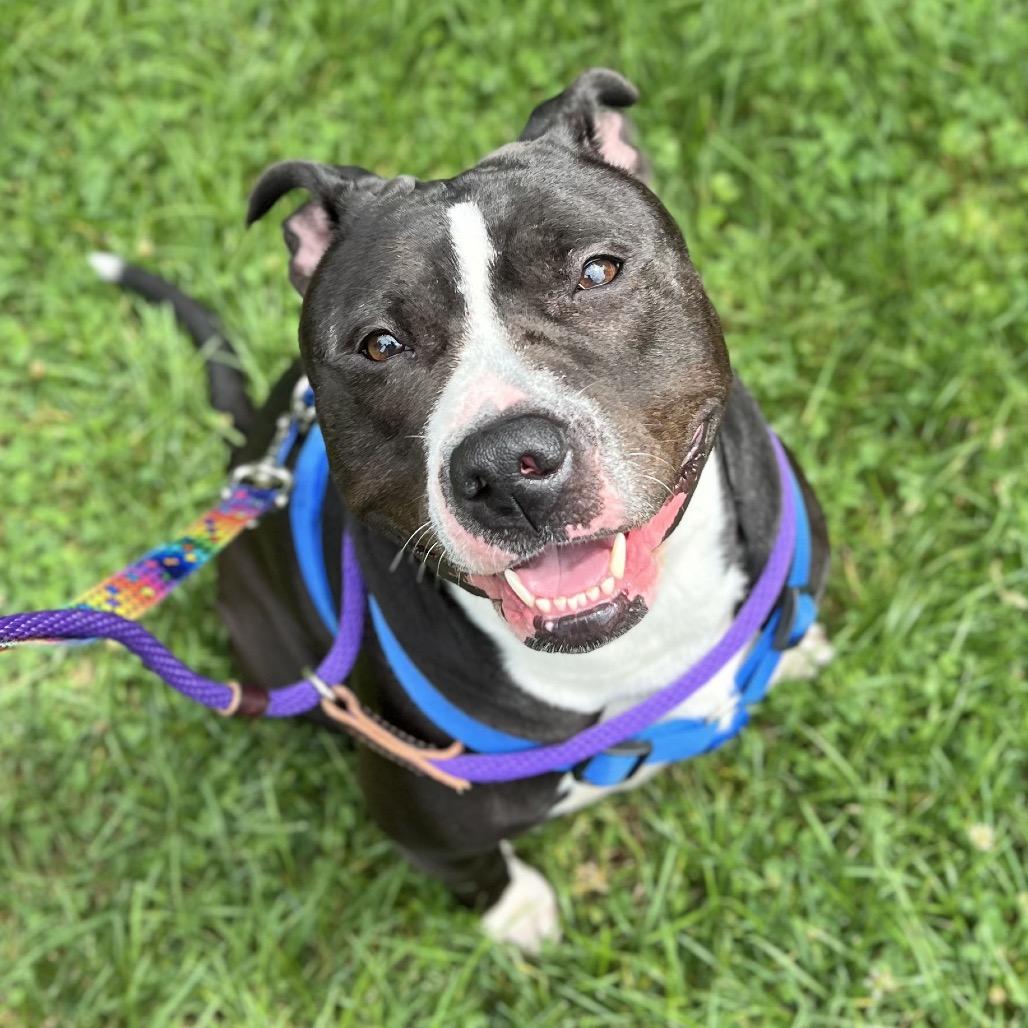 Hershey Kiss, Adoptable, Adult Female Mixed Breed.