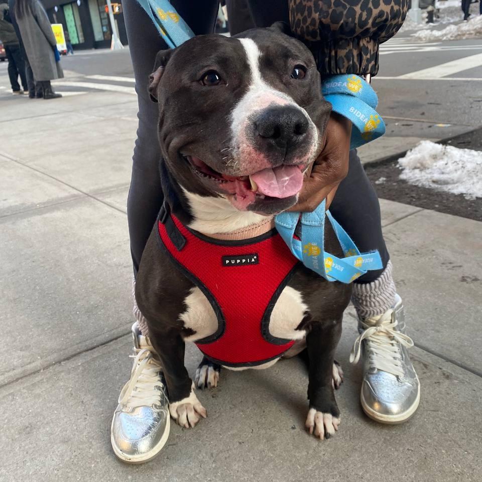 Enlarge Hershey Kiss, a Adoptable Mixed Breed in Westhampton, NY image 4/6