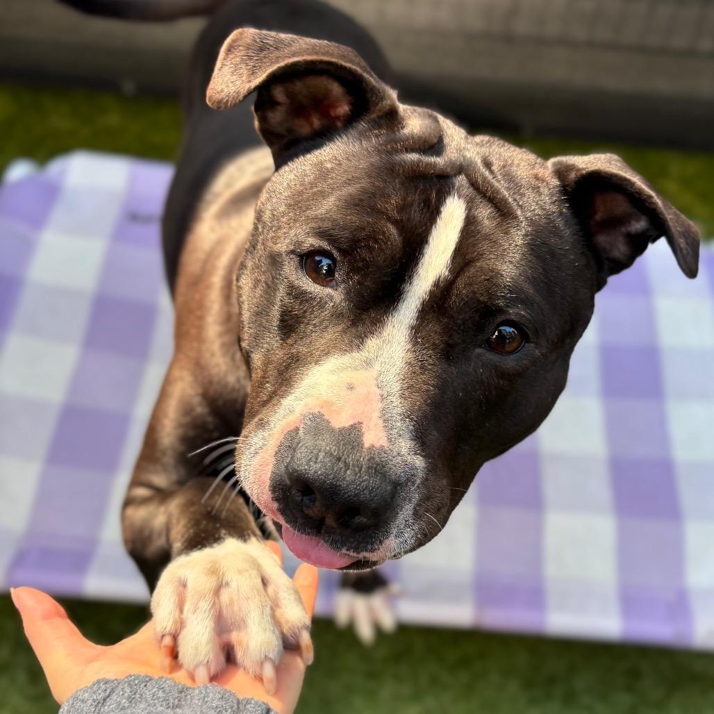 Enlarge Hershey Kiss, a Adoptable Mixed Breed in Westhampton, NY image 3/6