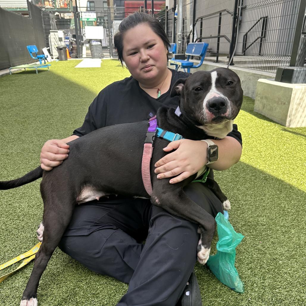 Enlarge Hershey Kiss, a Adoptable Mixed Breed in Westhampton, NY image 4/6