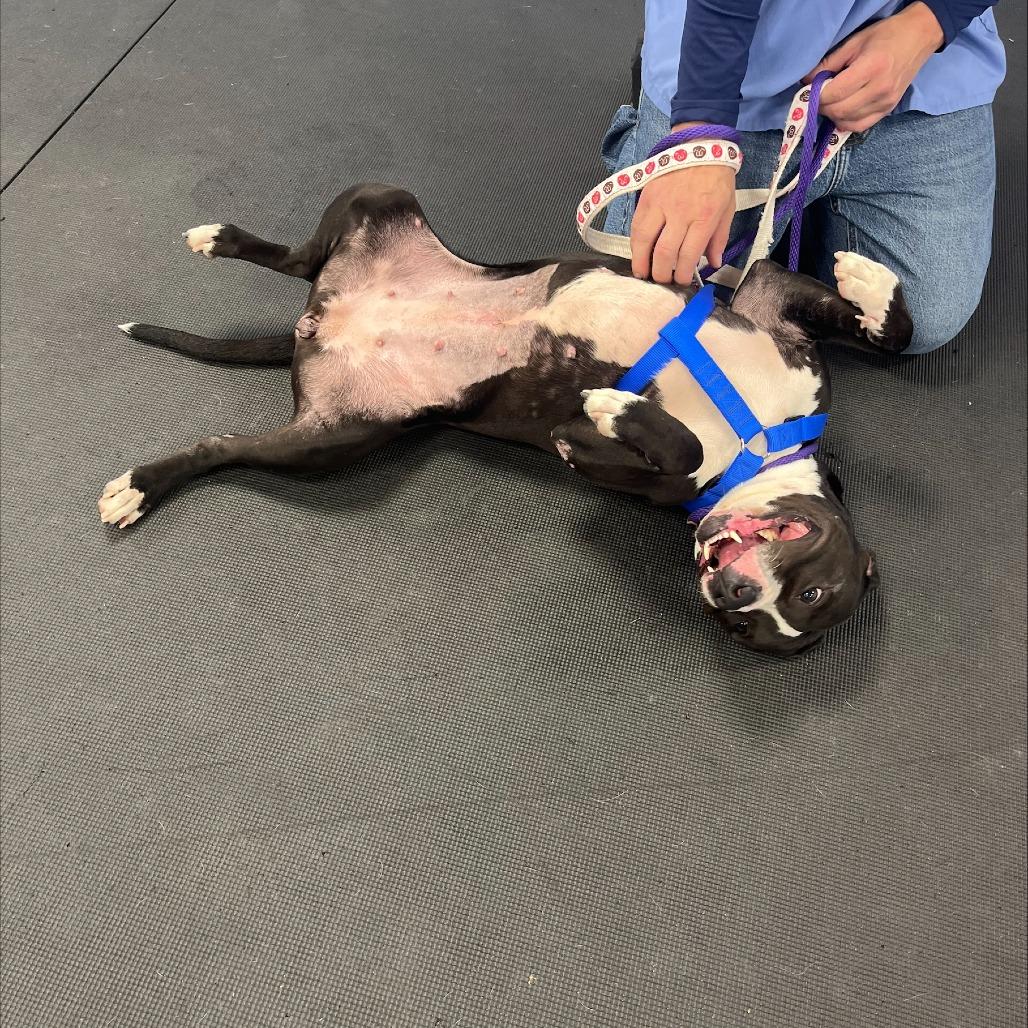 Enlarge Hershey Kiss, a Adoptable Mixed Breed in Westhampton, NY image 2/6