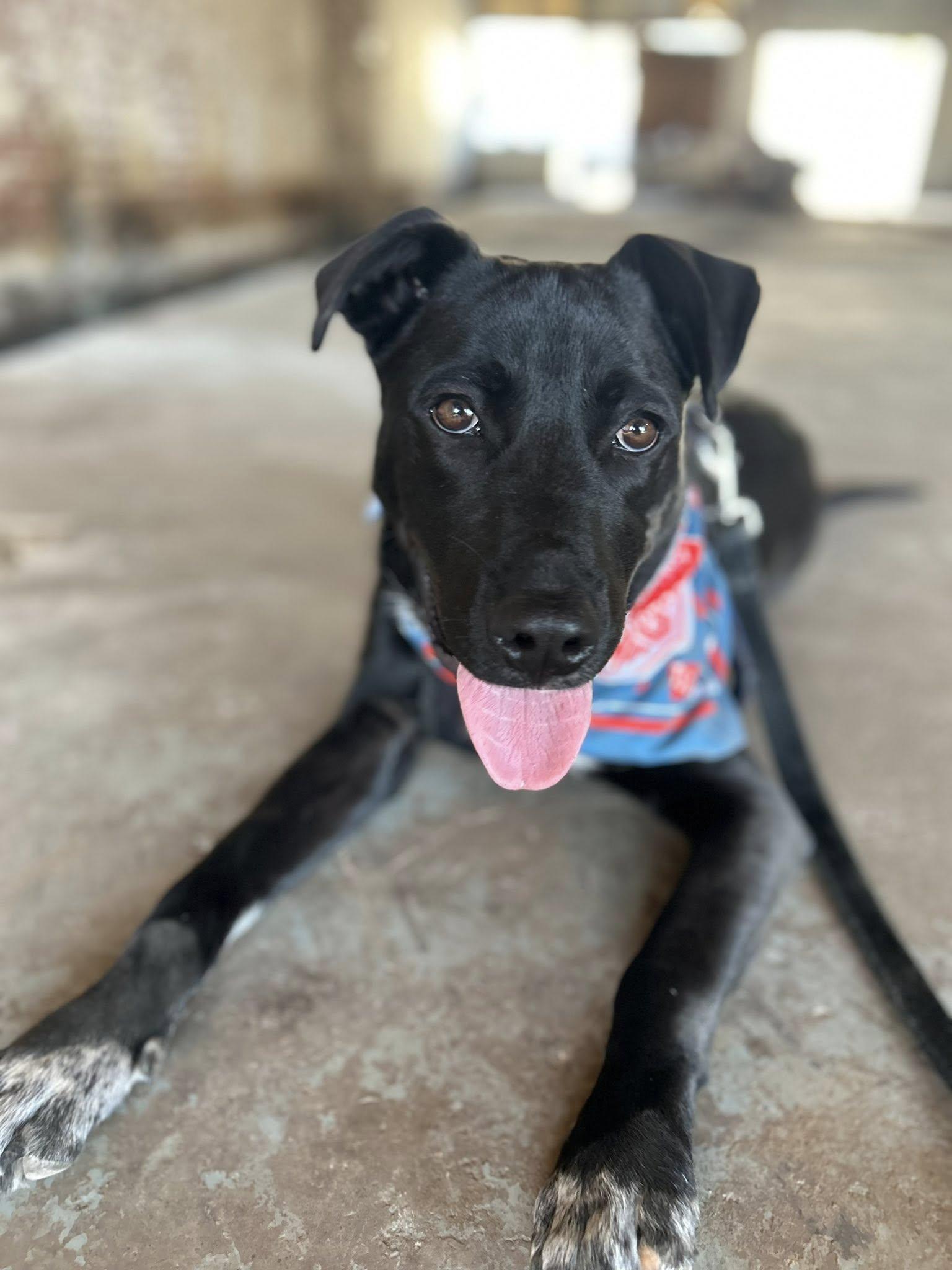 Tucker, a Adoptable mixed breed in Okmulgee, OK image 1/6