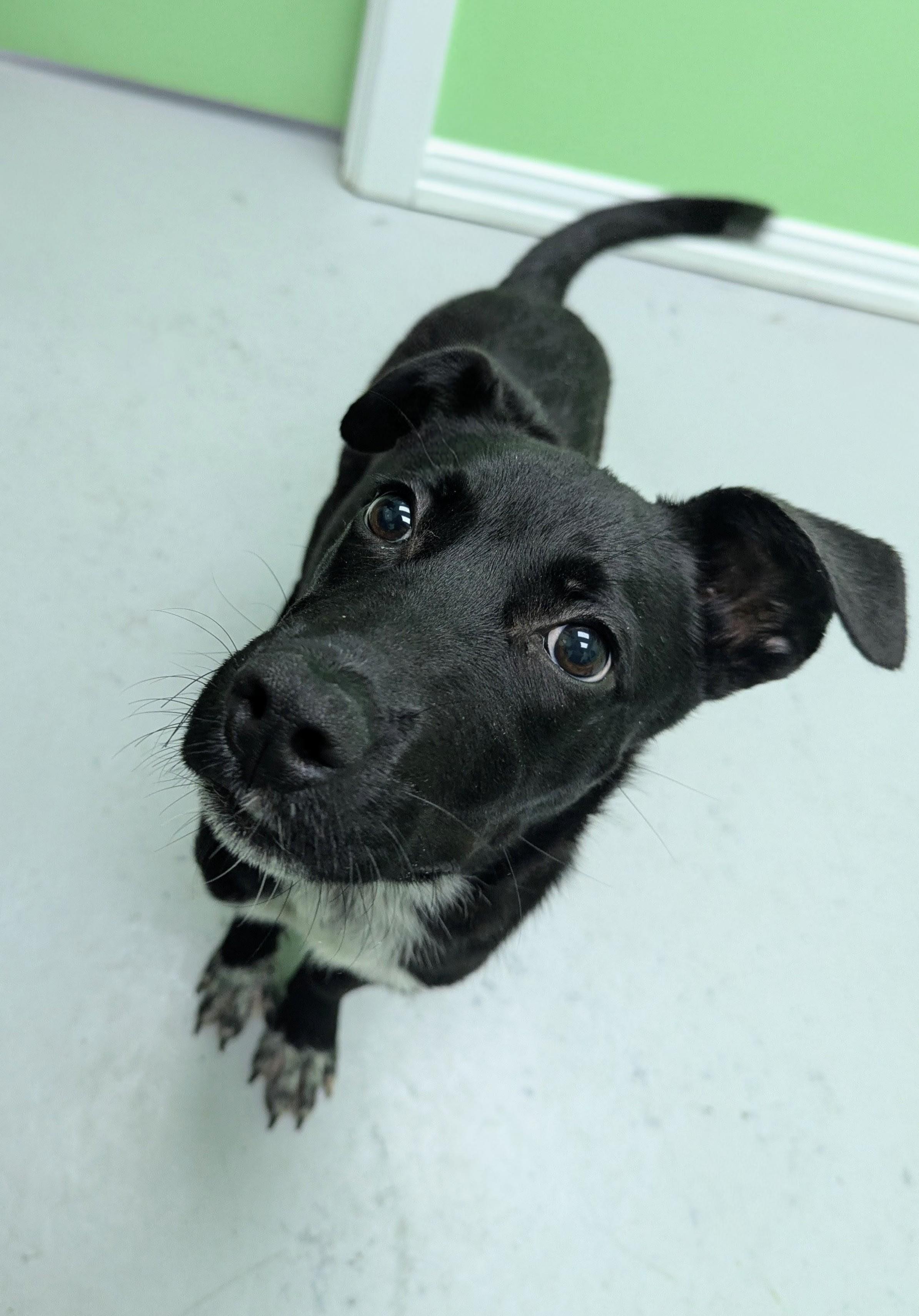 Tucker, a Adoptable mixed breed in Okmulgee, OK image 4/6