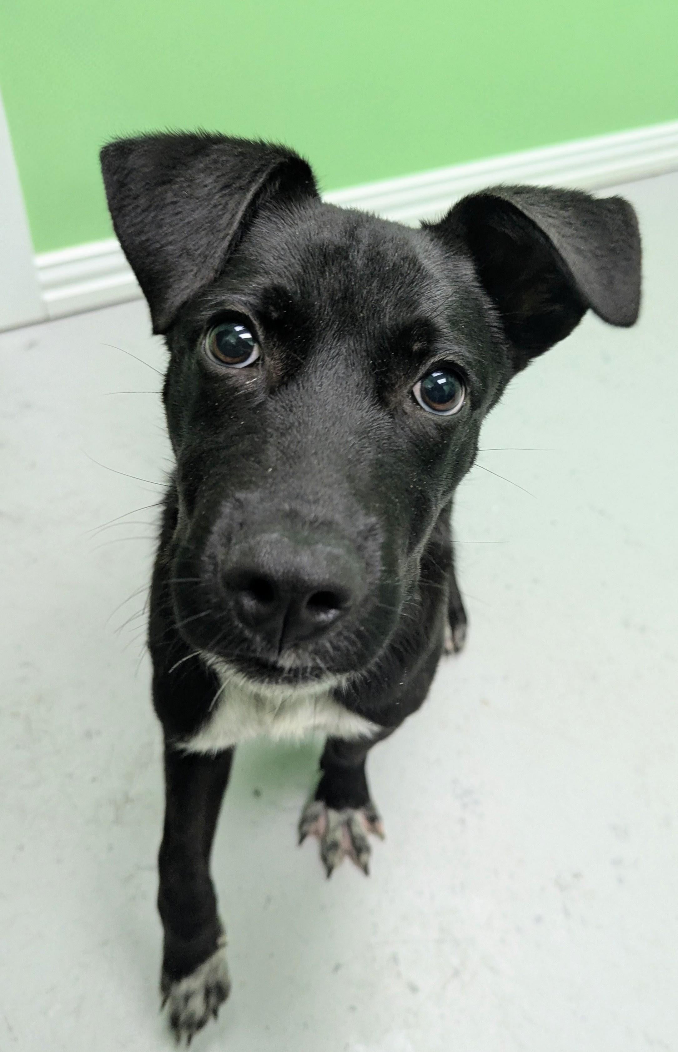 Tucker, a Adoptable mixed breed in Okmulgee, OK image 6/6