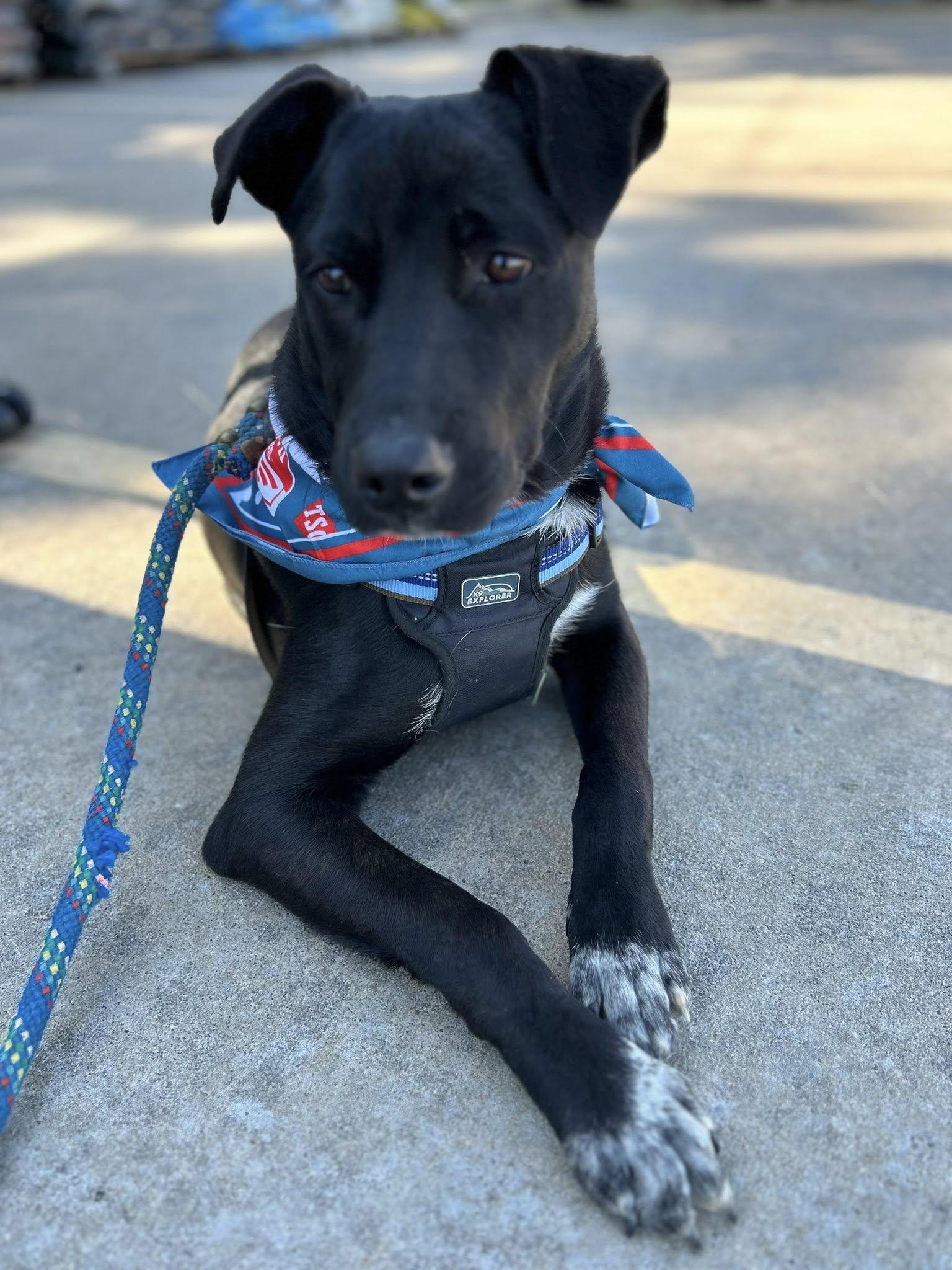 Tucker, a Adoptable mixed breed in Okmulgee, OK image 3/6