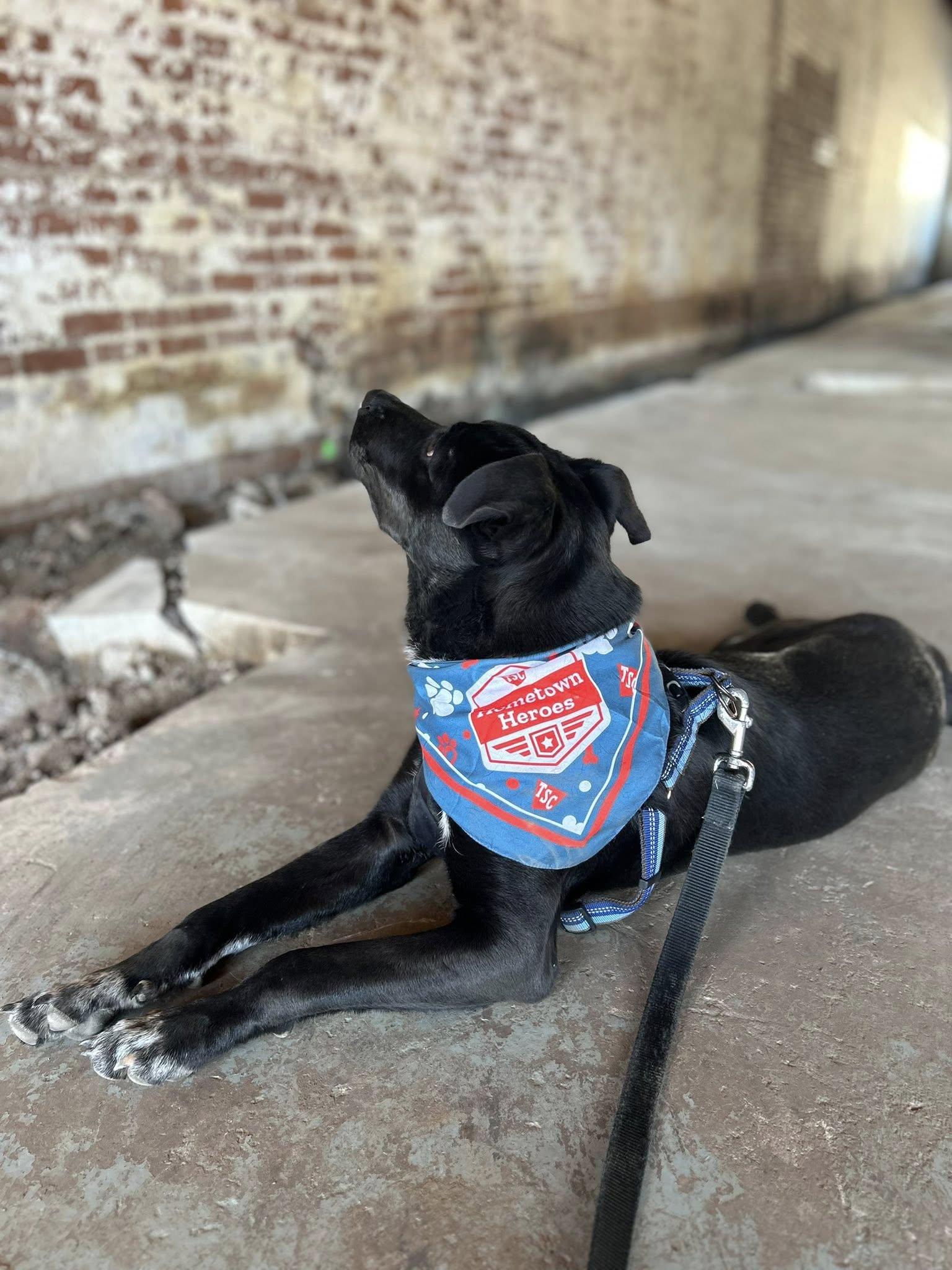 Tucker, a Adoptable mixed breed in Okmulgee, OK image 2/6