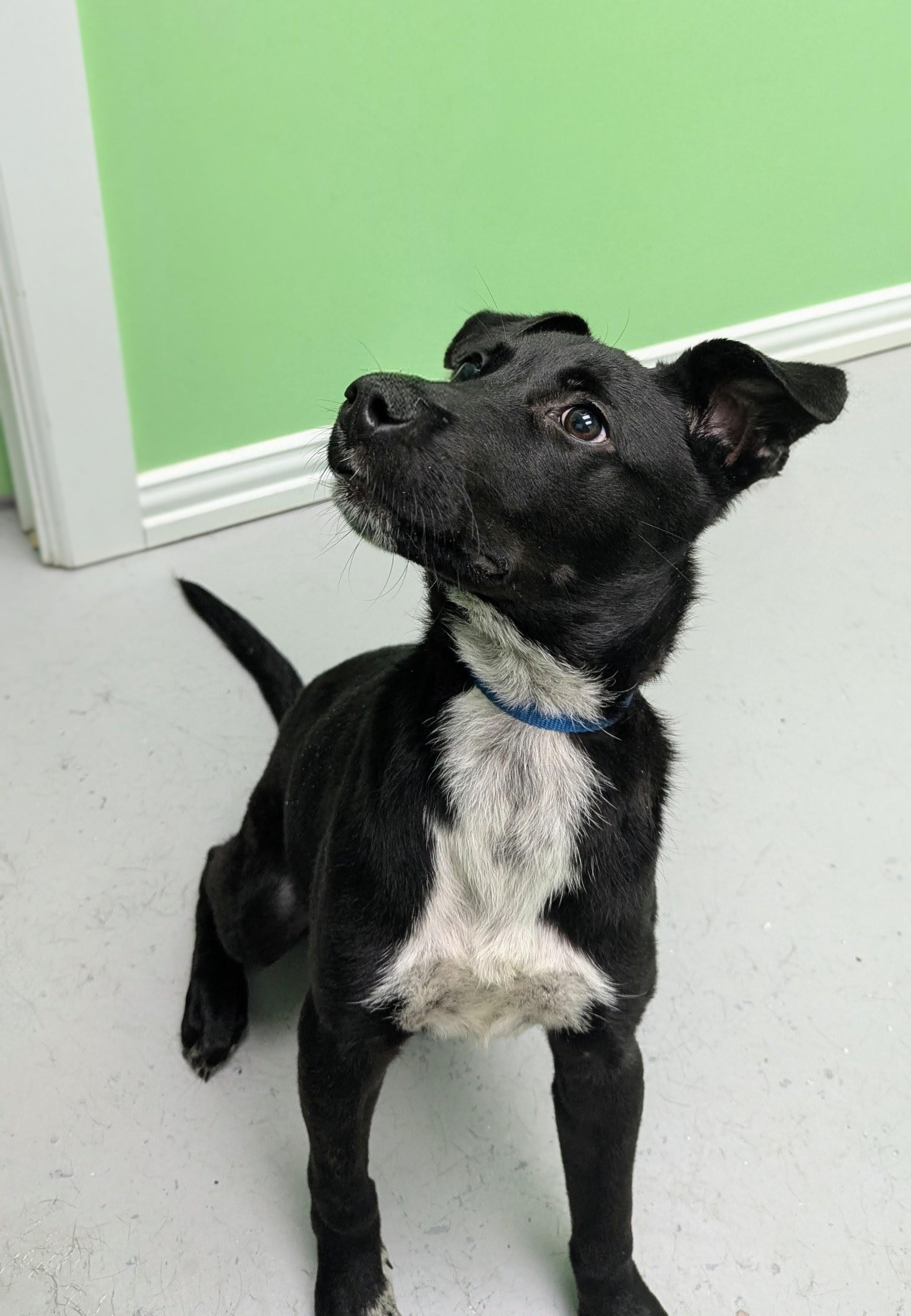 Tucker, a Adoptable mixed breed in Okmulgee, OK image 5/6