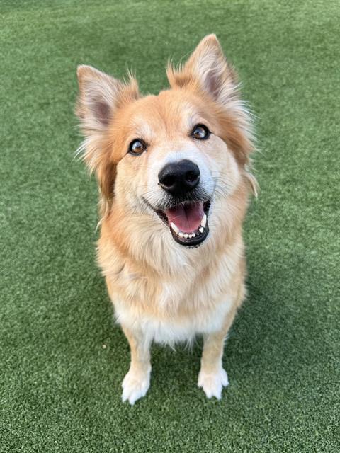 Enlarge PANDORA, a Adoptable mixed breed in Castaic, CA image 1/1