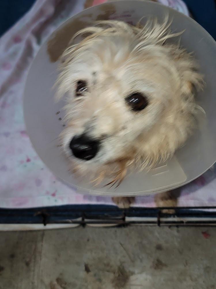 Sassy, Adopted, Young Female Australian Terrier.