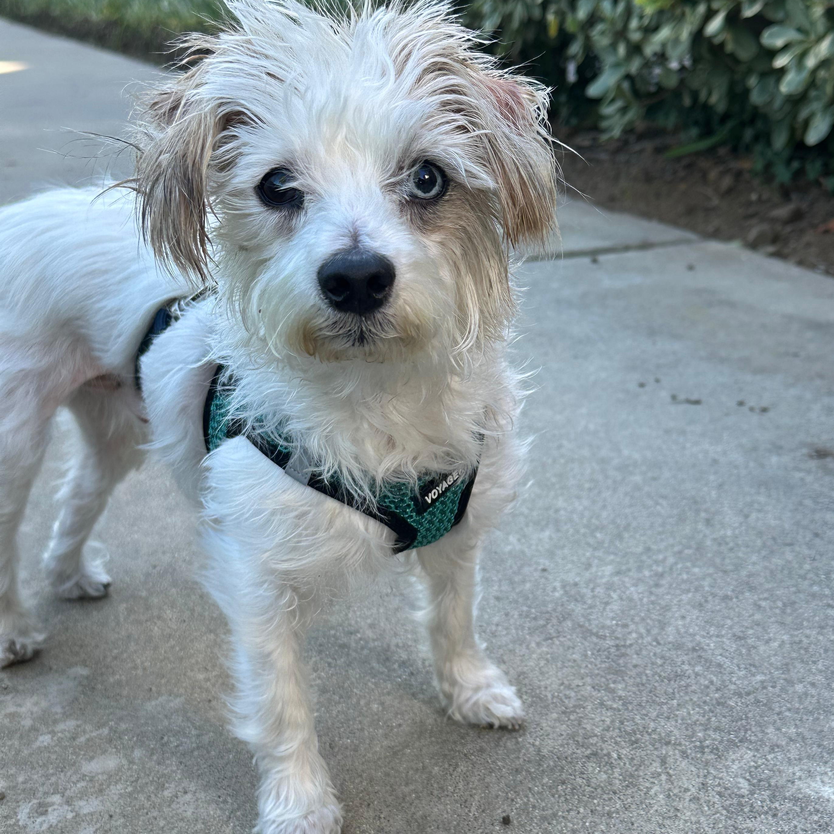 Enlarge Ula, a ADOPTABLE mixed breed in San Diego, CA image 6/6