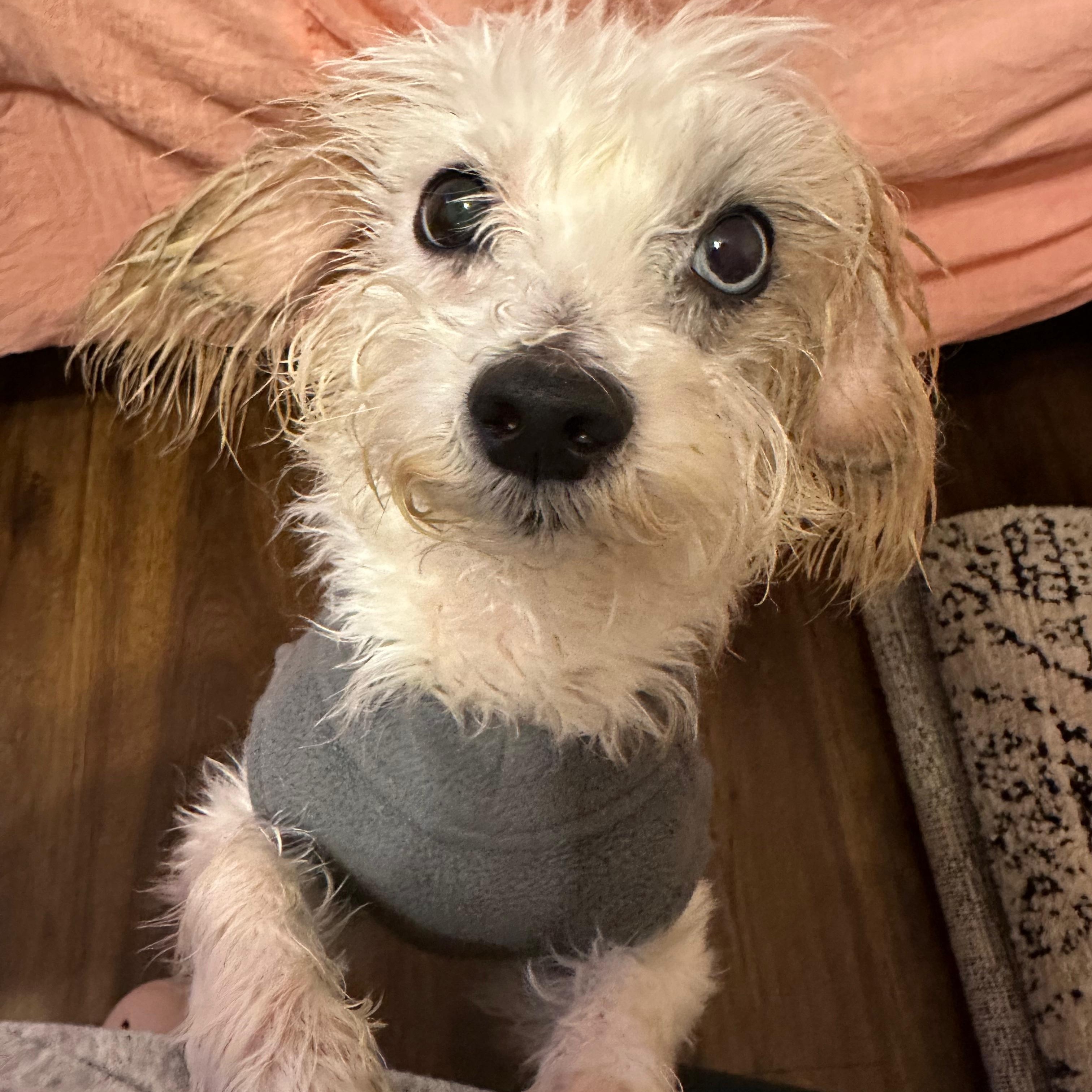 Ula, ADOPTABLE, Senior Male Maltese.