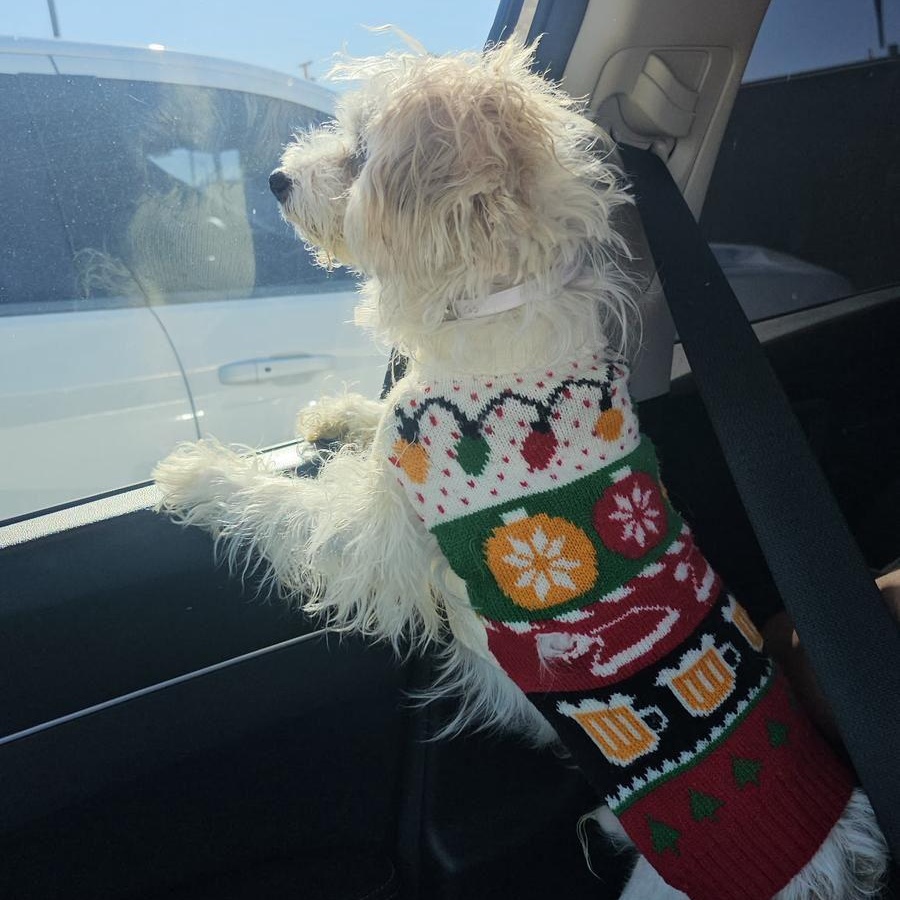 Ula, a ADOPTABLE mixed breed in San Diego, CA image 3/4