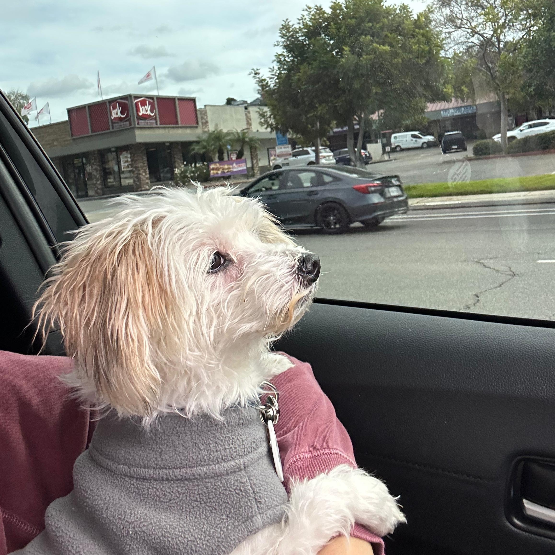 Enlarge Ula, a ADOPTABLE mixed breed in San Diego, CA image 4/6