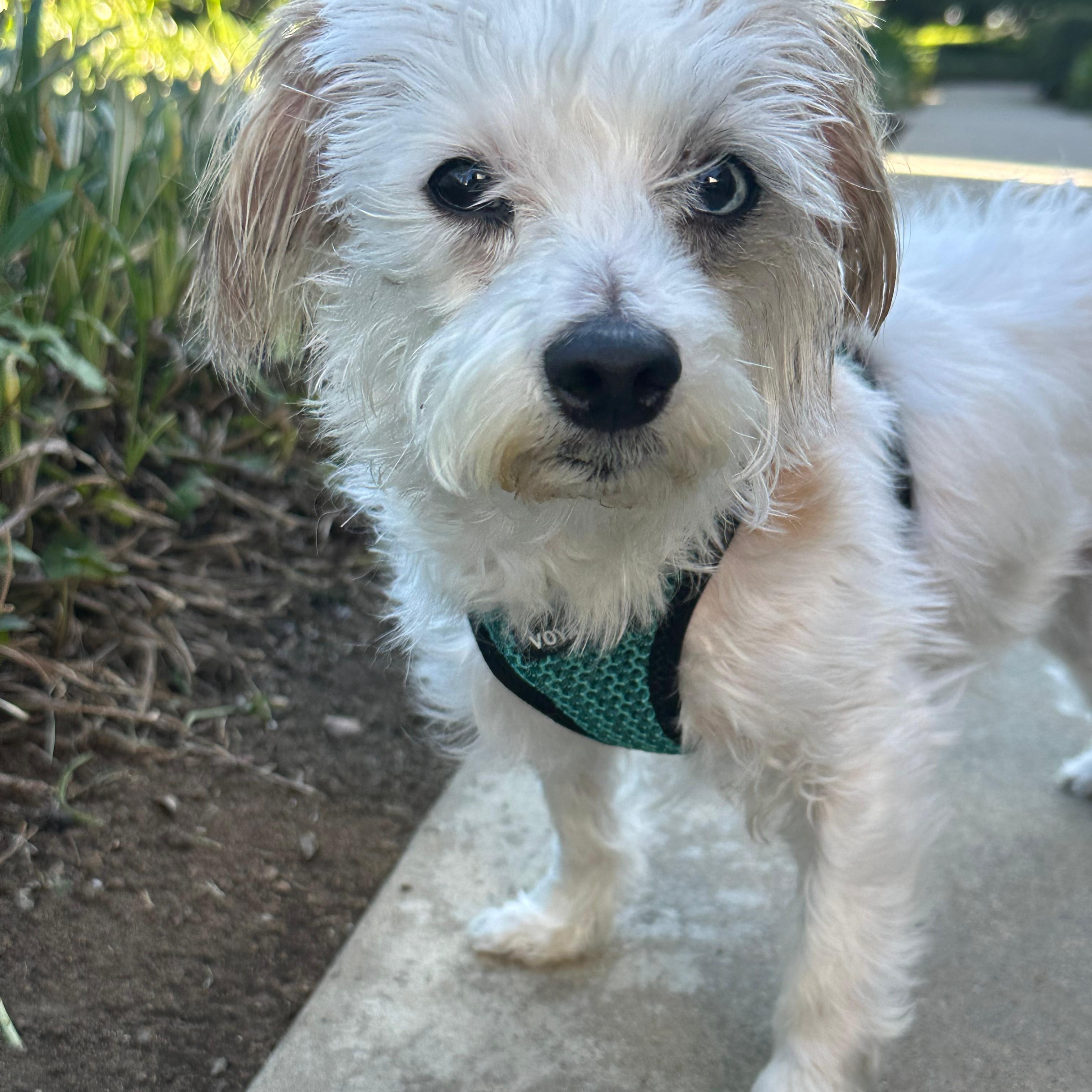 Enlarge Ula, a ADOPTABLE mixed breed in San Diego, CA image 2/6