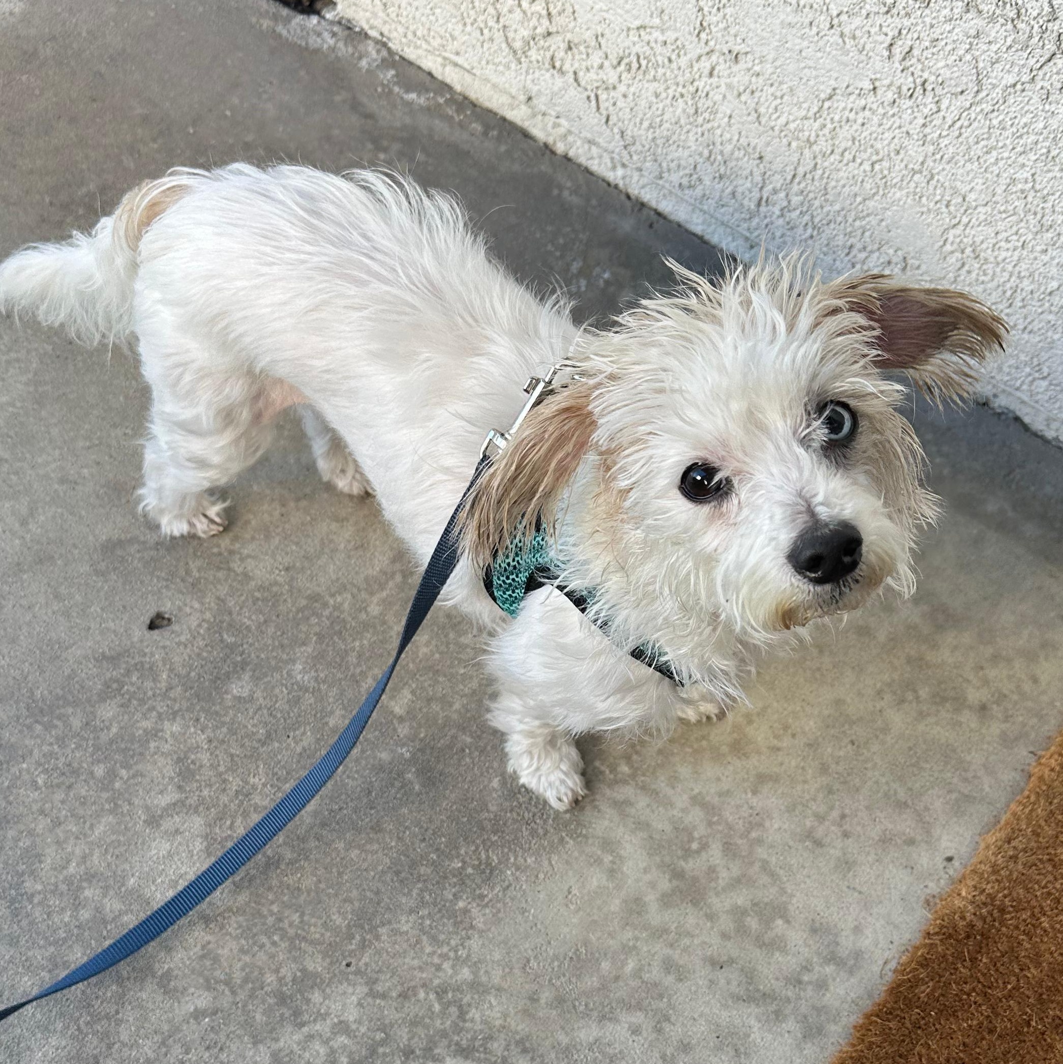 Enlarge Ula, a ADOPTABLE mixed breed in San Diego, CA image 3/6