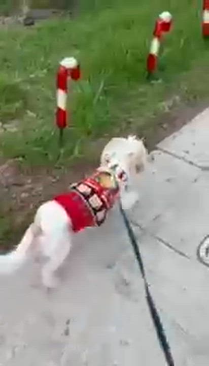 Enlarge Ula, a ADOPTABLE mixed breed in San Diego, CA video 2/4