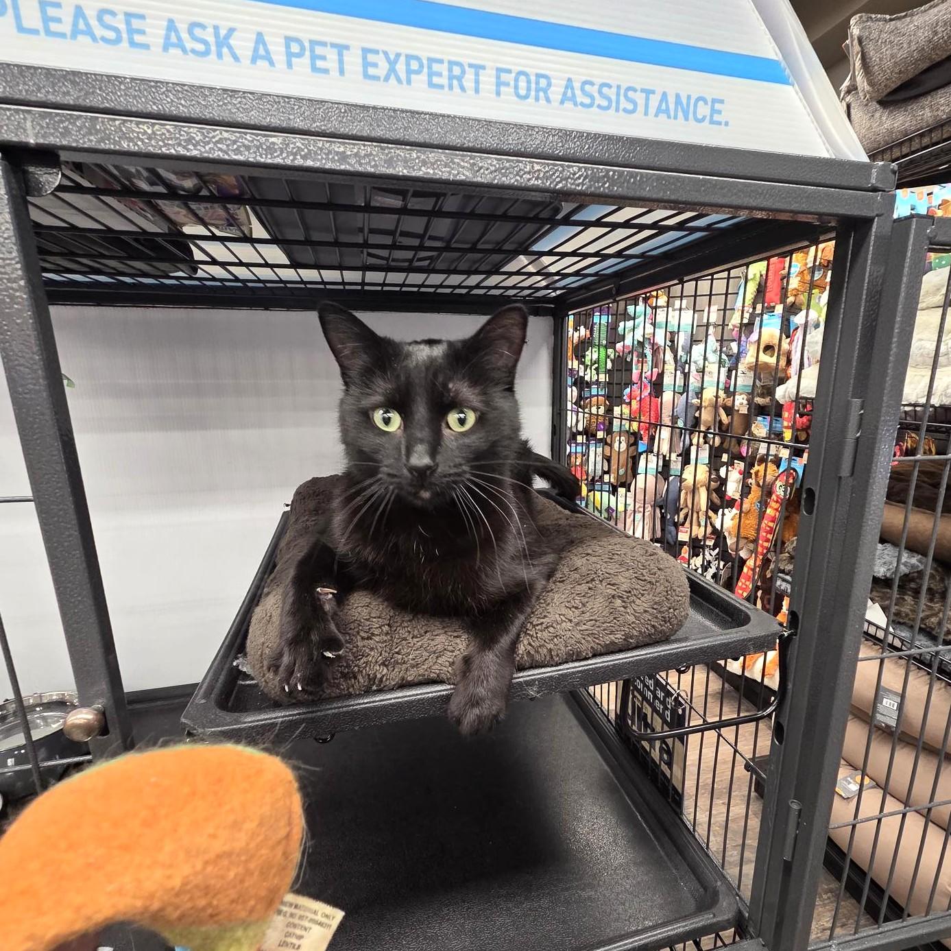 Enlarge Mince, a ADOPTABLE Domestic Short Hair in Calgary, AB image 1/4