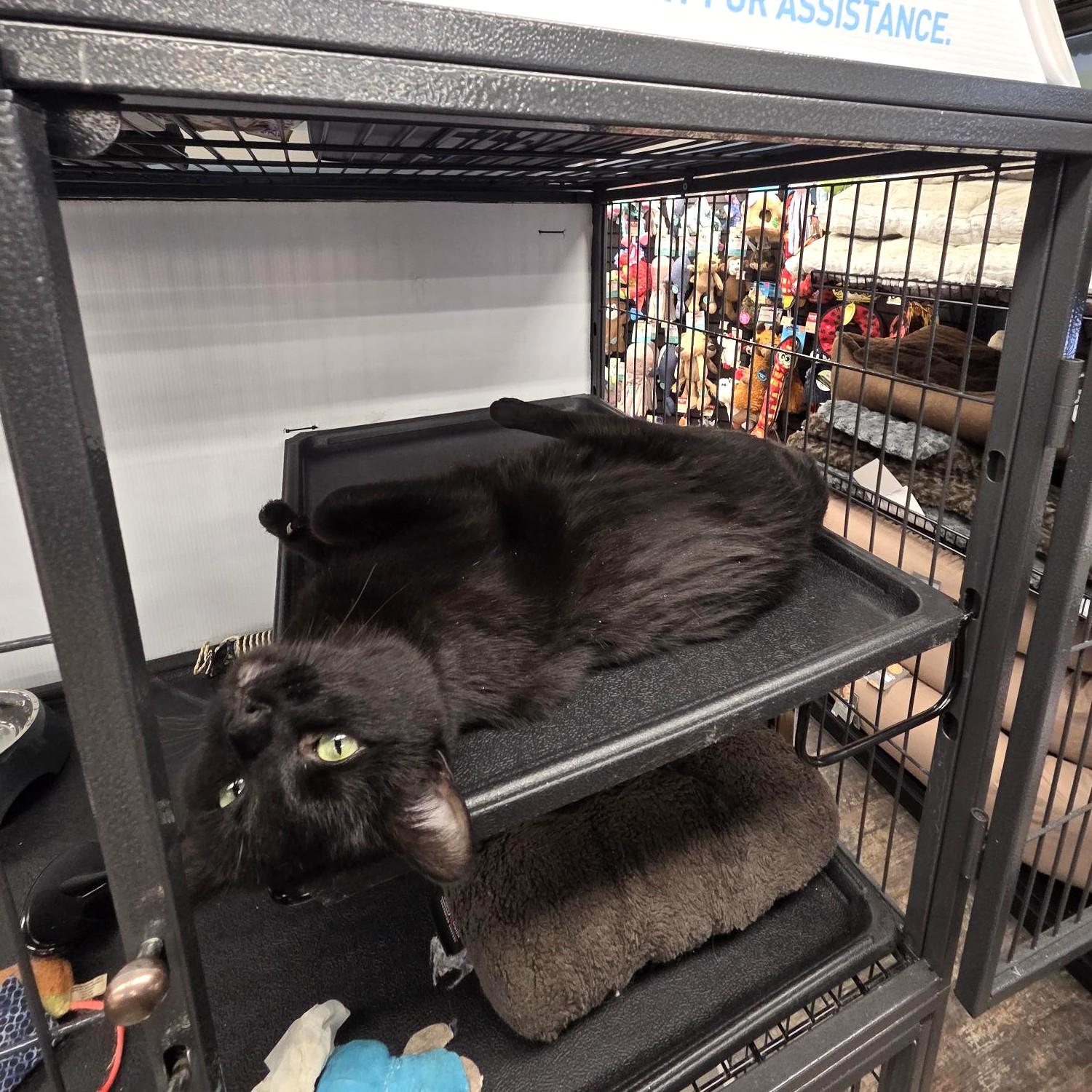 Enlarge Mince, a ADOPTABLE Domestic Short Hair in Calgary, AB image 4/4